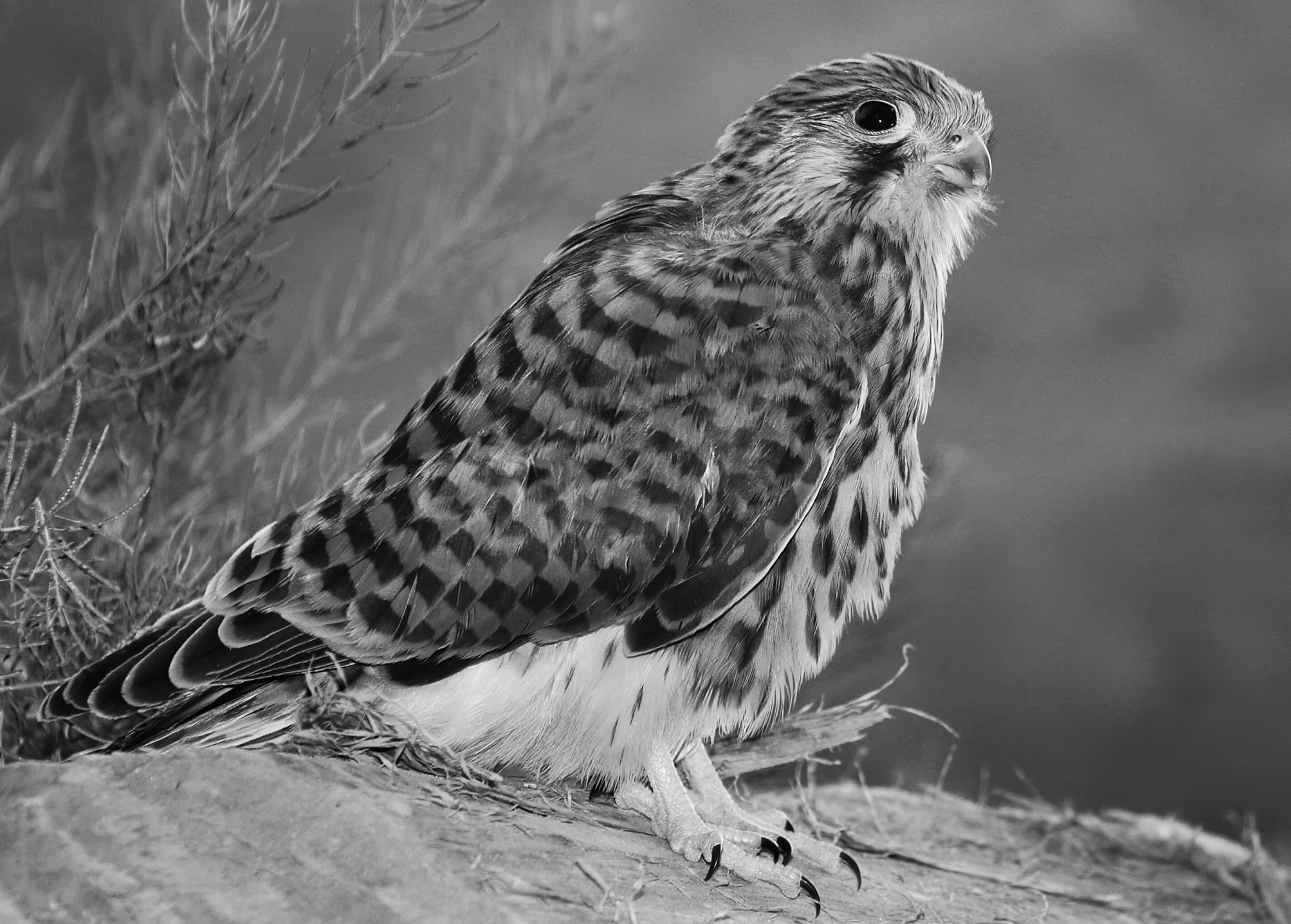 Falcon