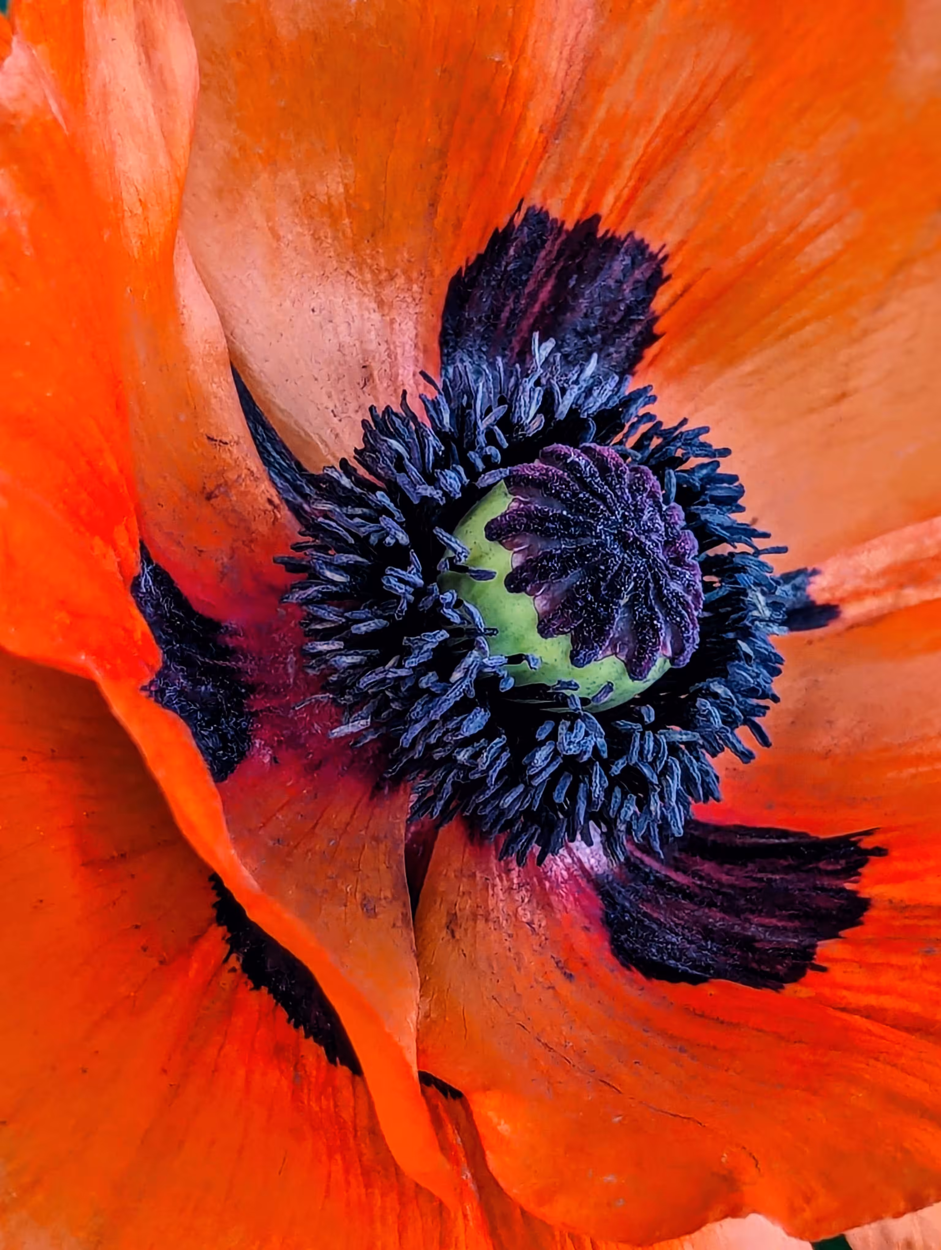 Poppy looks like a ladybird