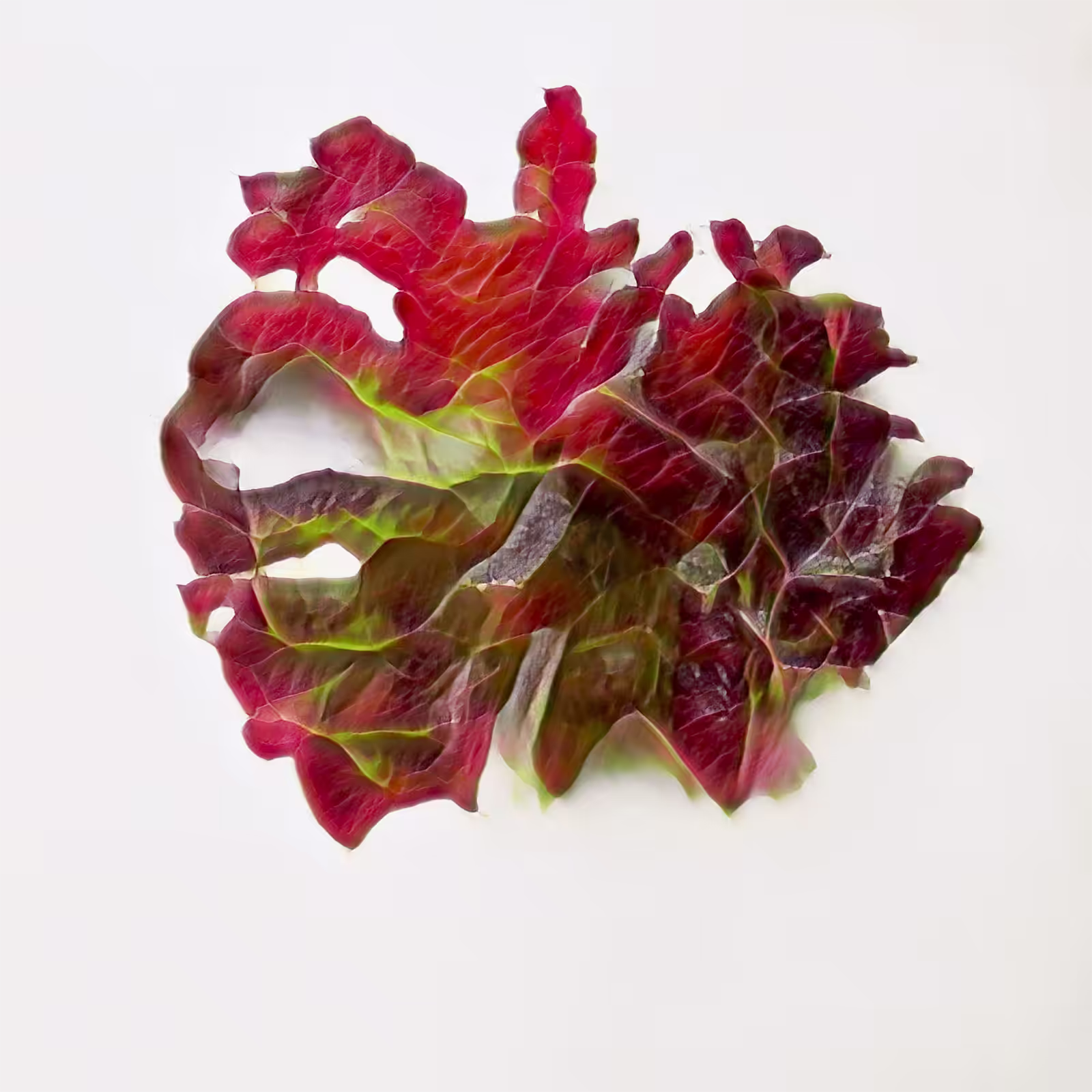 LITTLE AMUSE HEN - A COMMUNITY LATENTTUCE