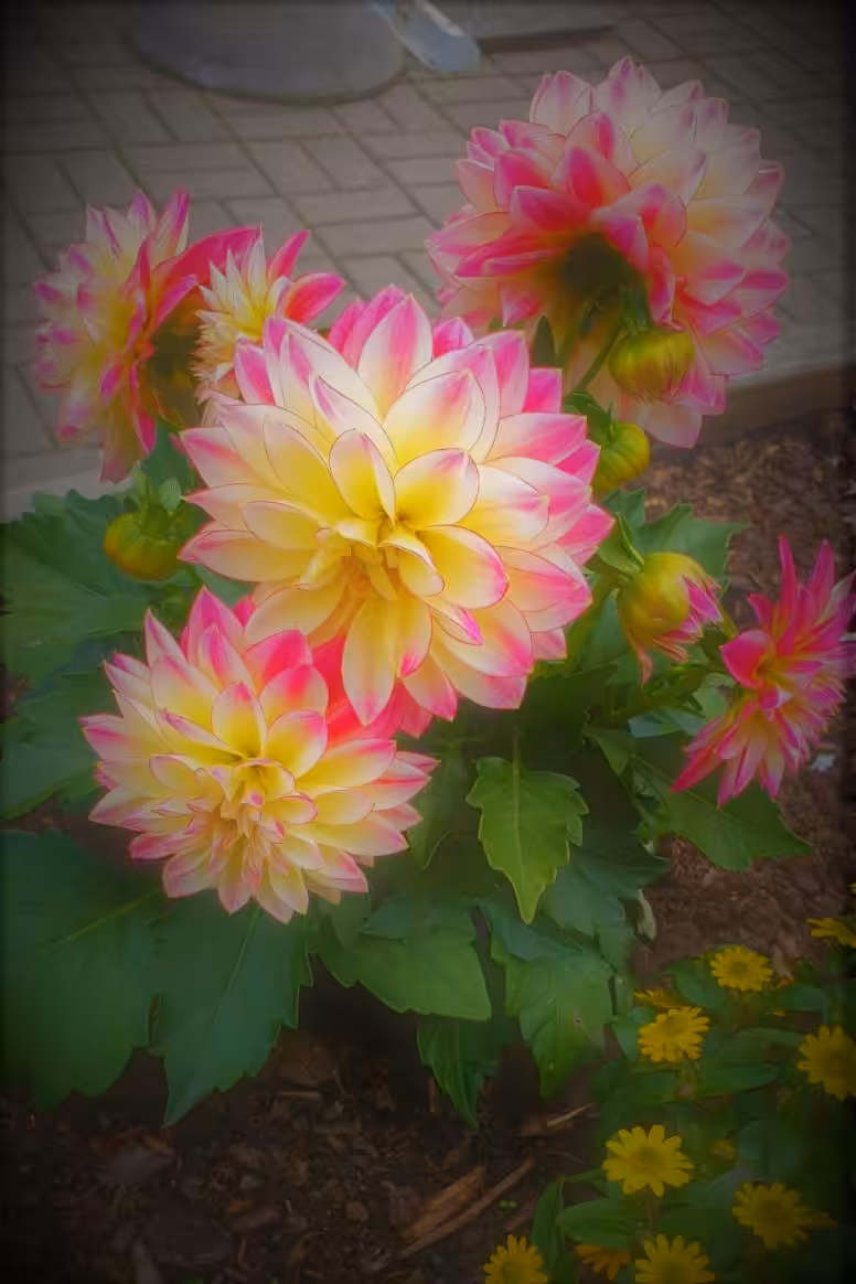 Blurry Dahlias . Anime Sketch