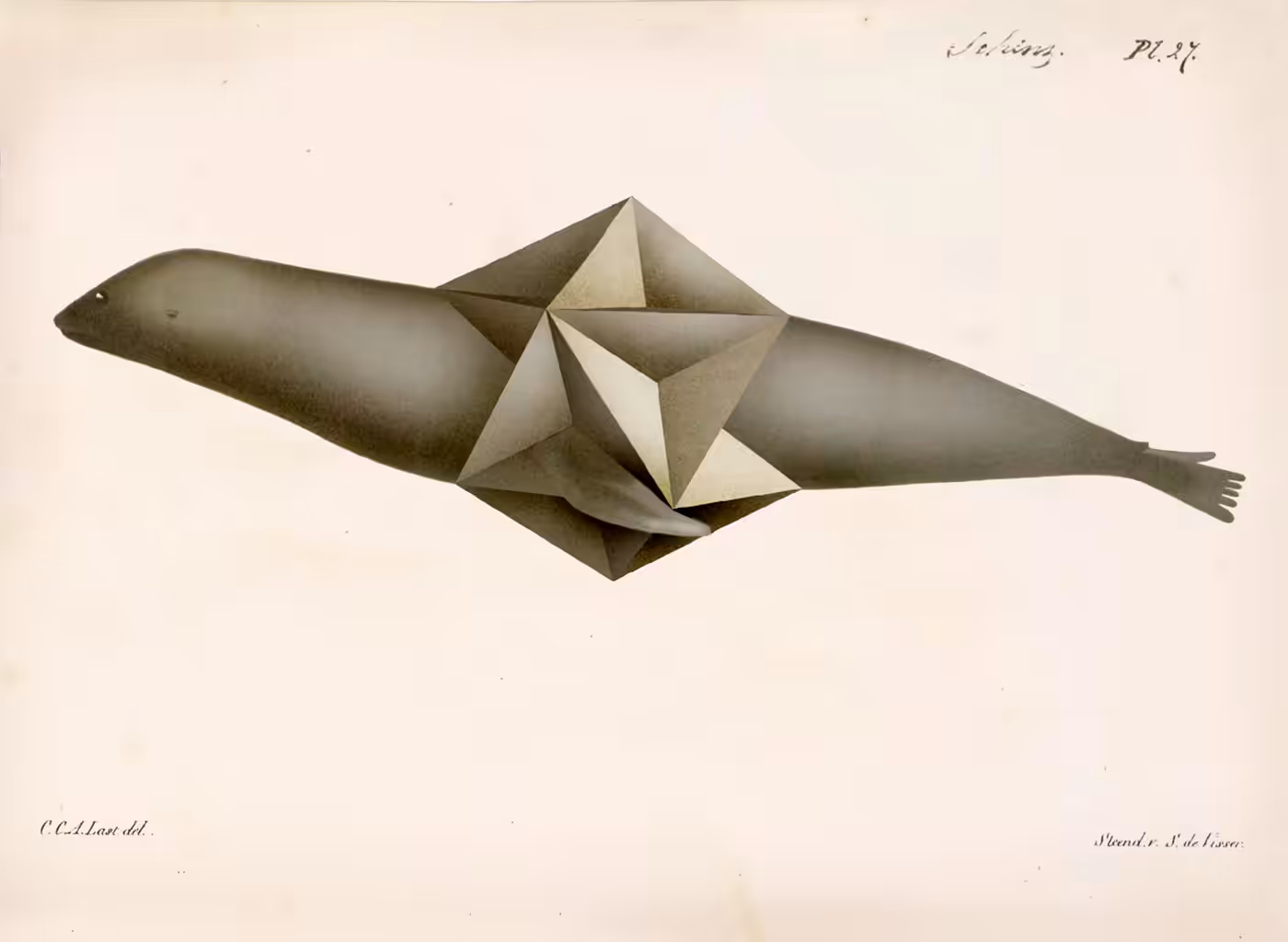 animalis polyedae IX