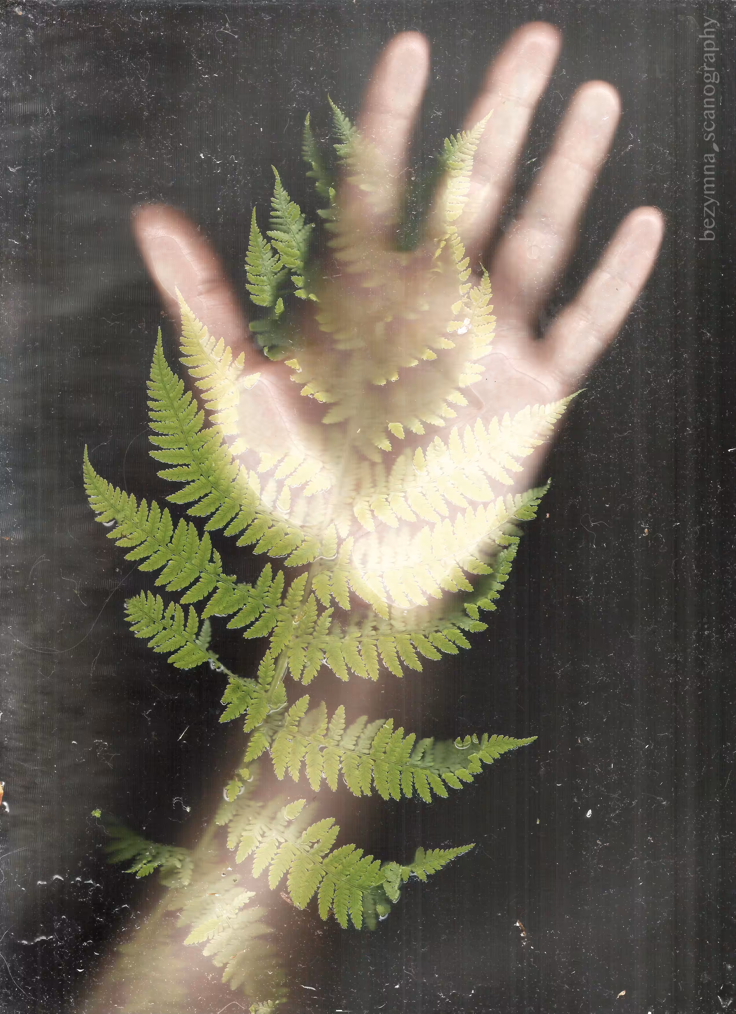 My fern