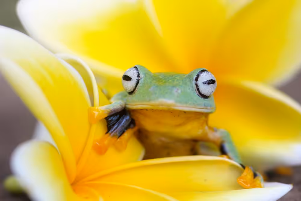 Wallace's flying frog, frogs
