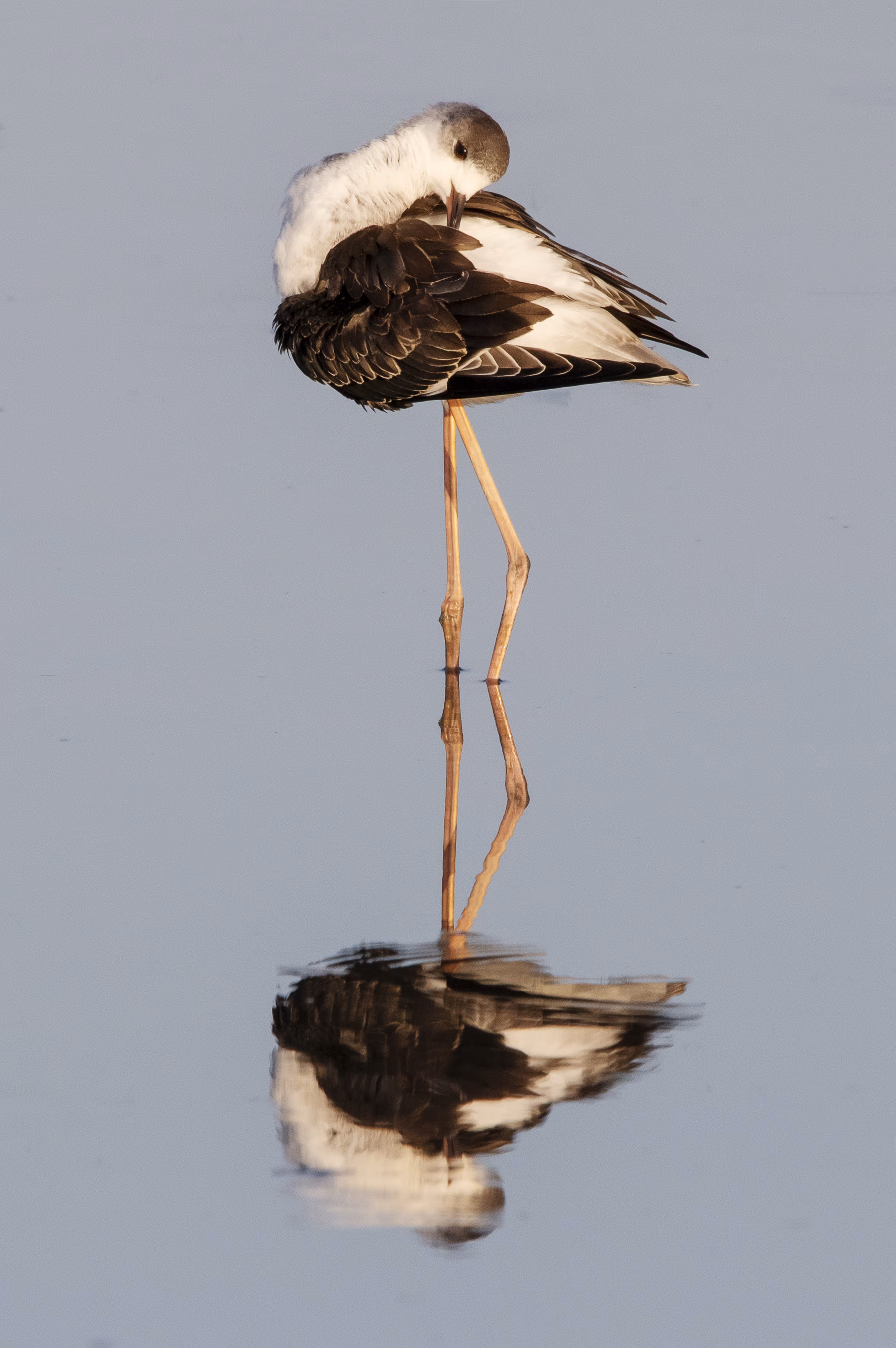 1/1 : Reflection