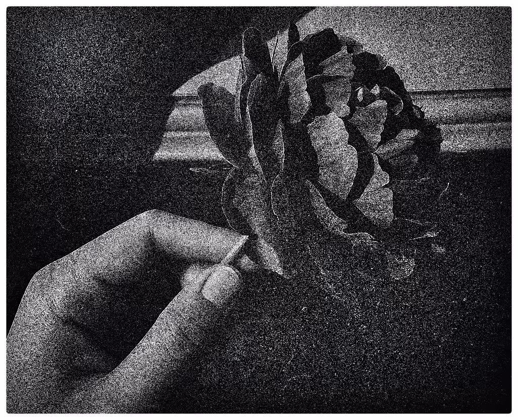 Touch of a Flower  
