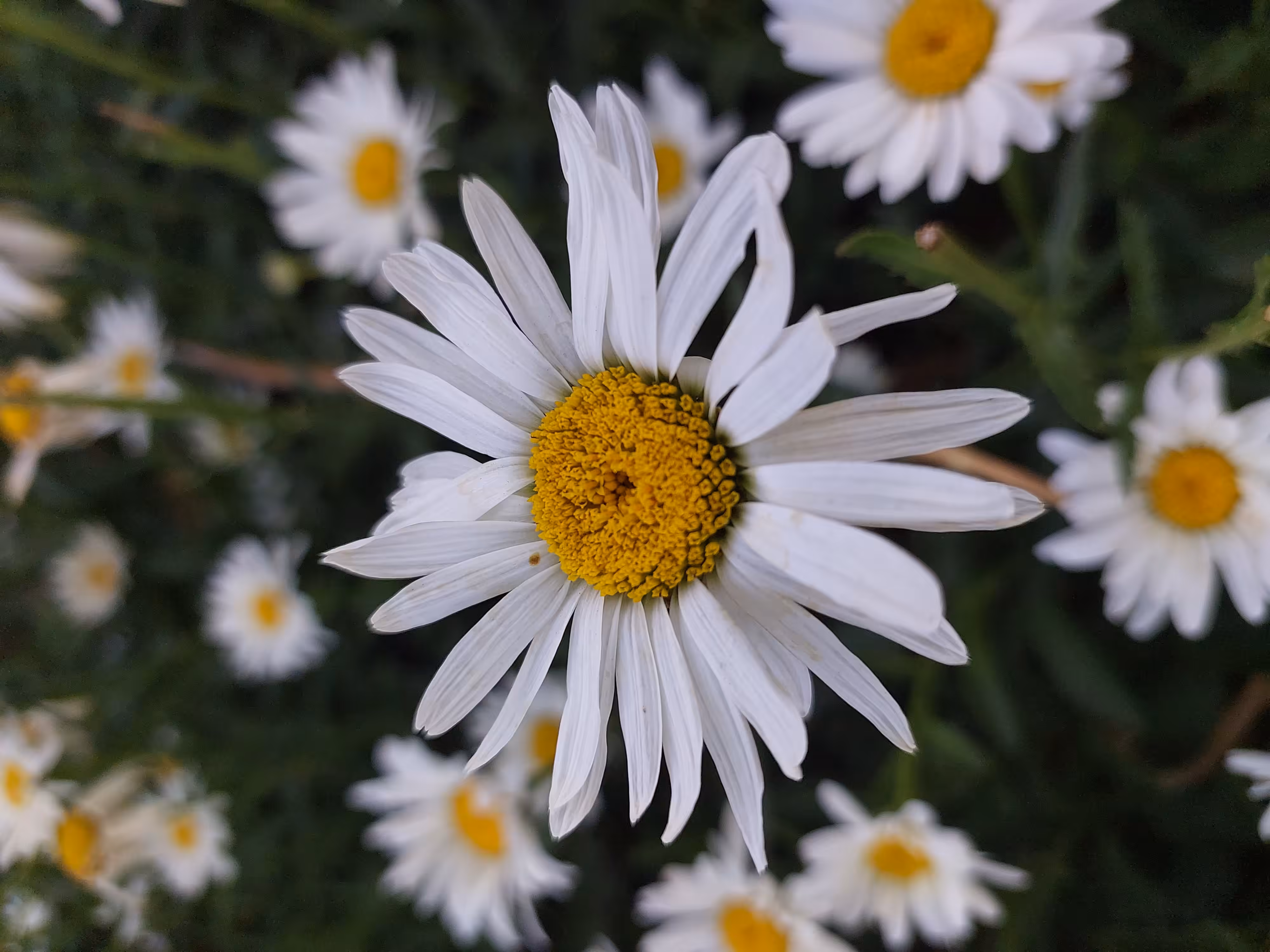flower of hope  #00