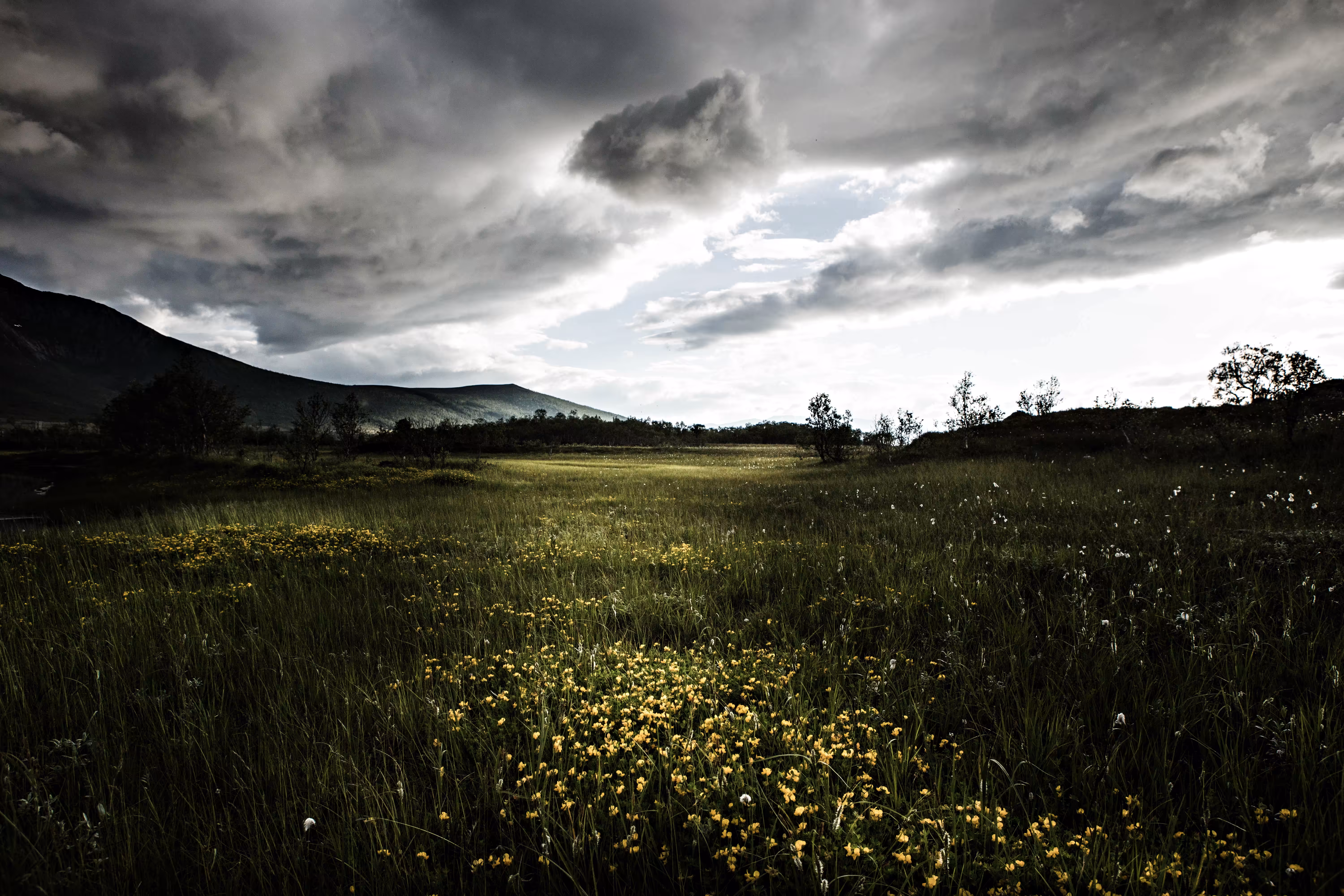 The field