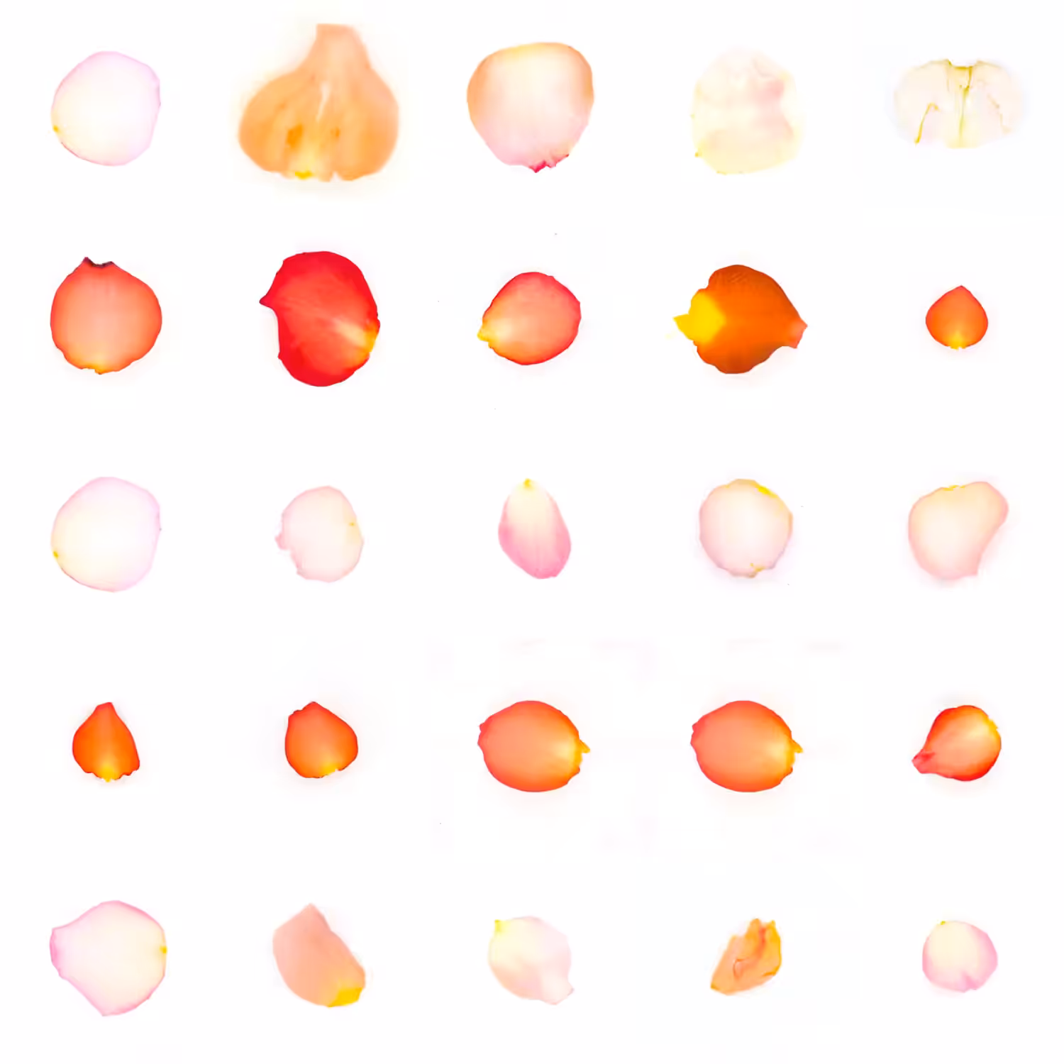 Infinite Petals 5x5#20370