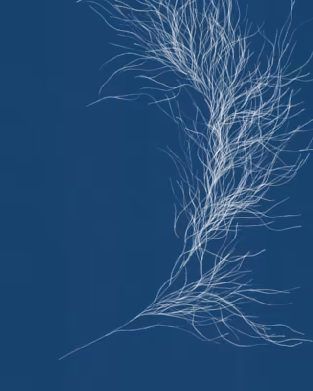 Cyanotypes #251