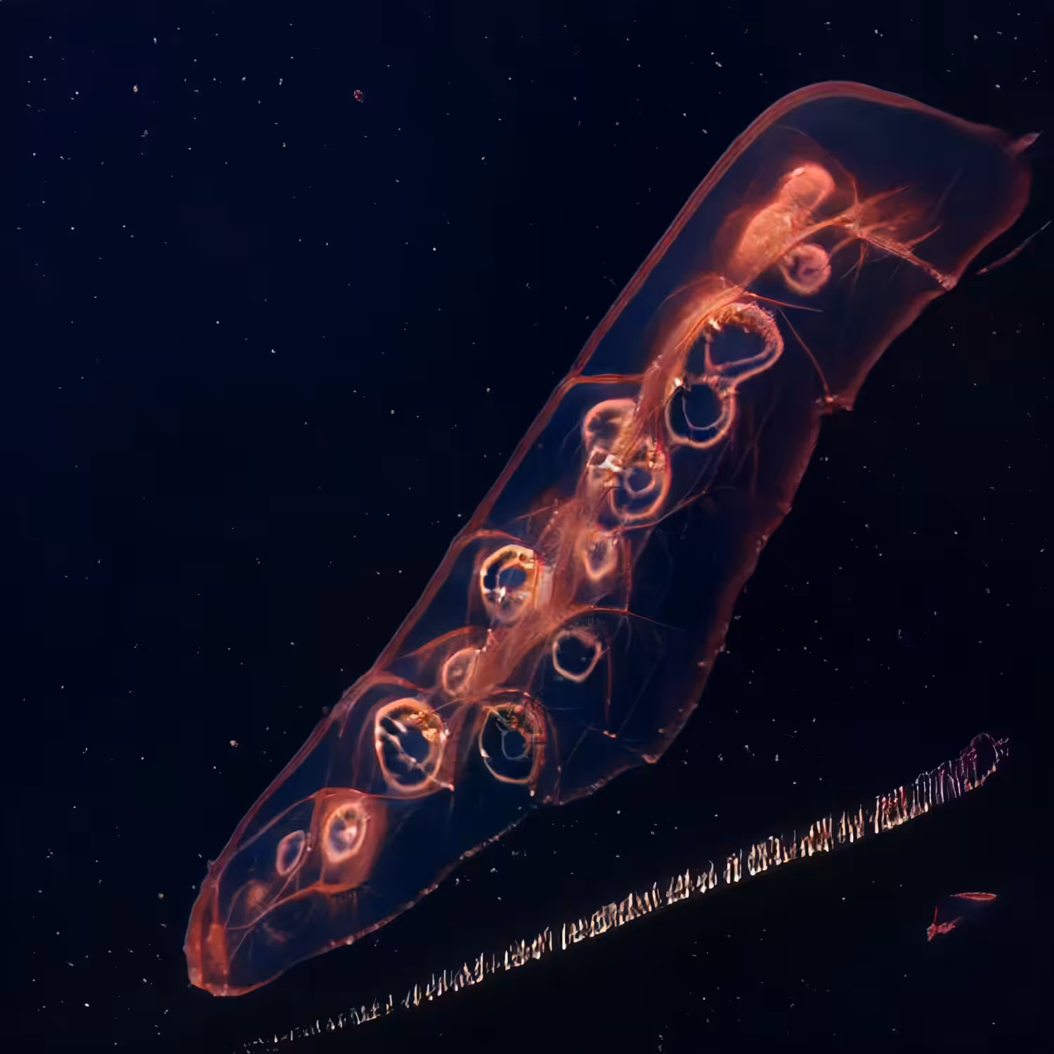 A Gelatinous Beginning 00051