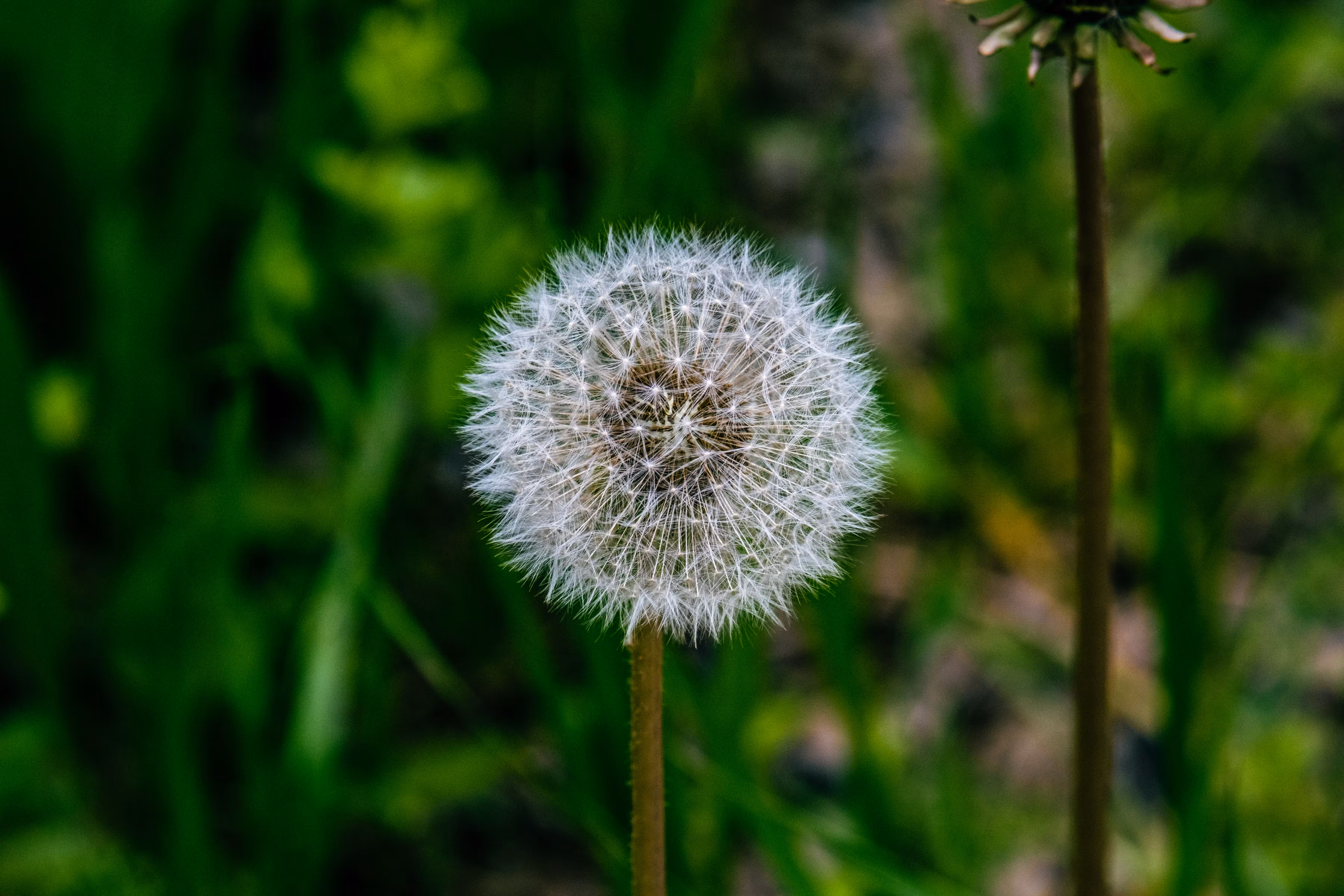 The Geometry of a Wish