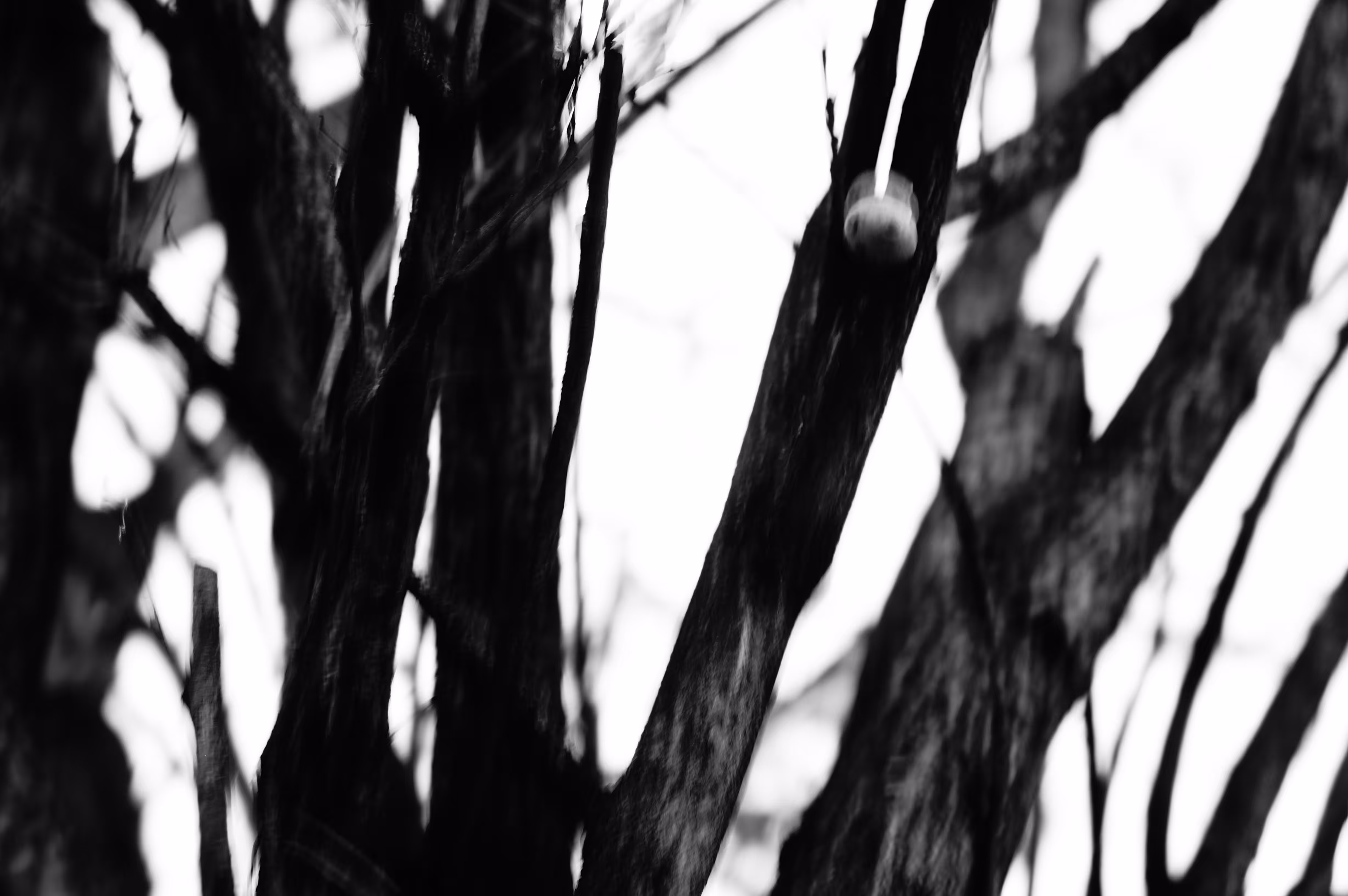 Limbs III