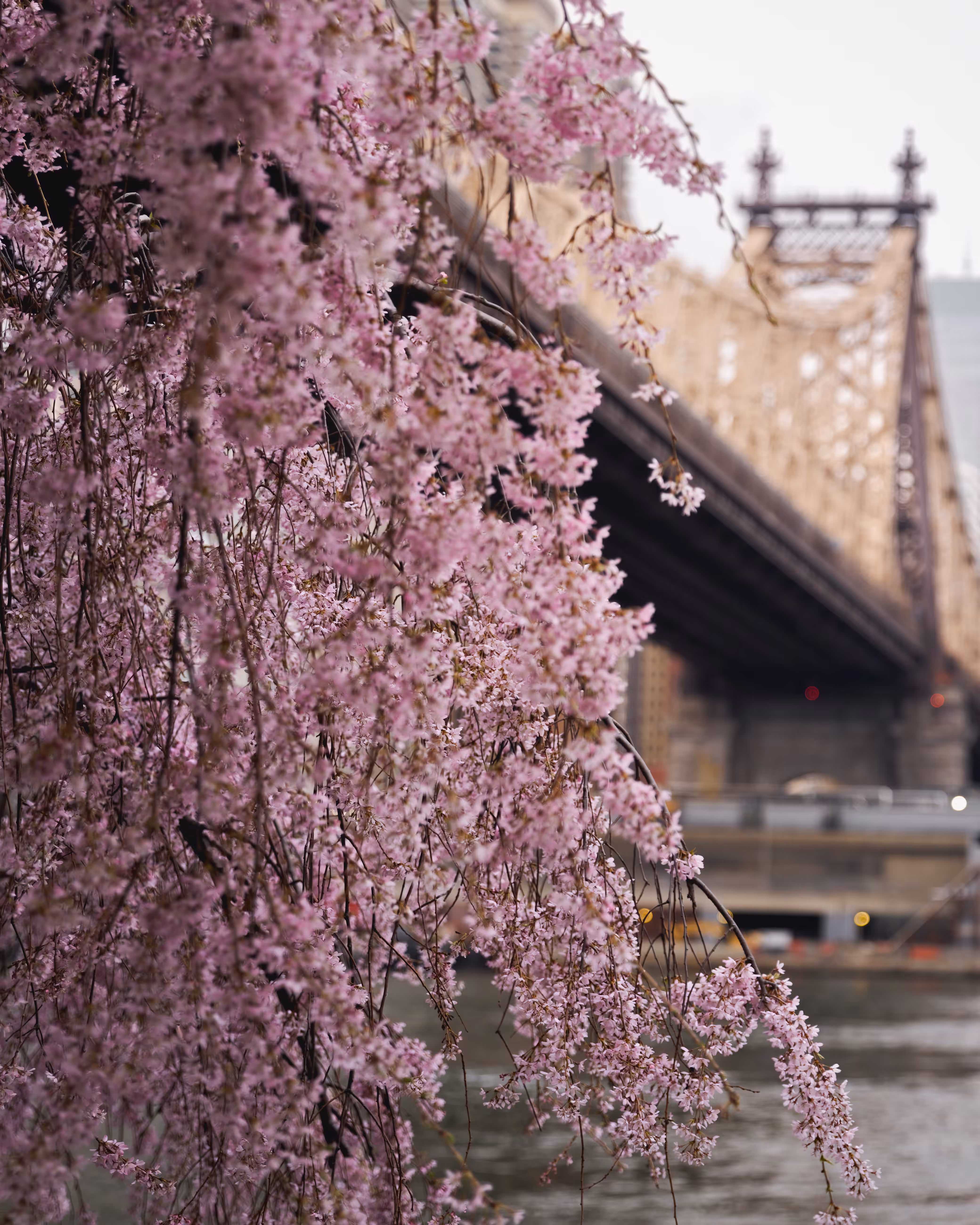 New York in Bloom