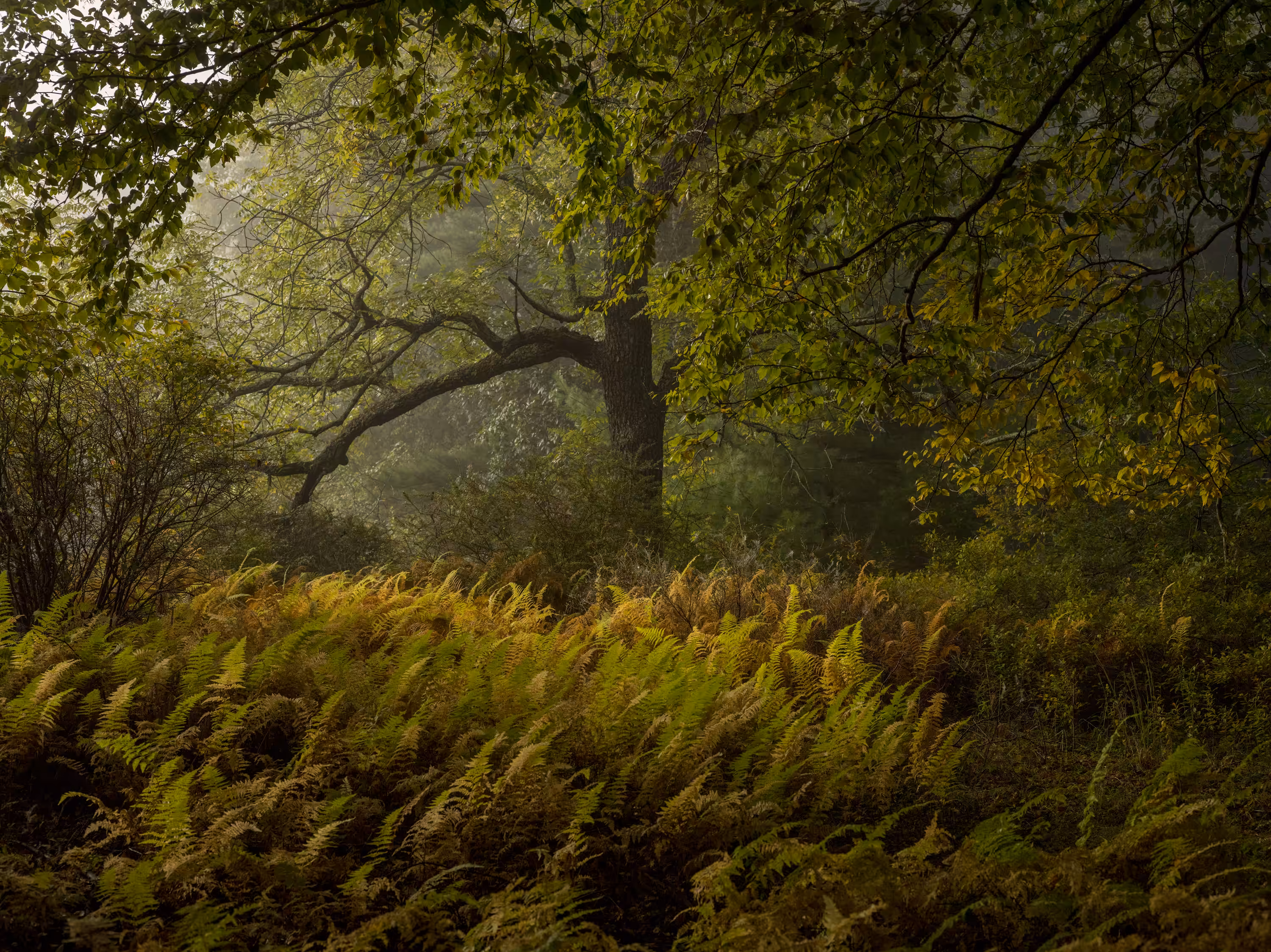 Lumberland / 20150923