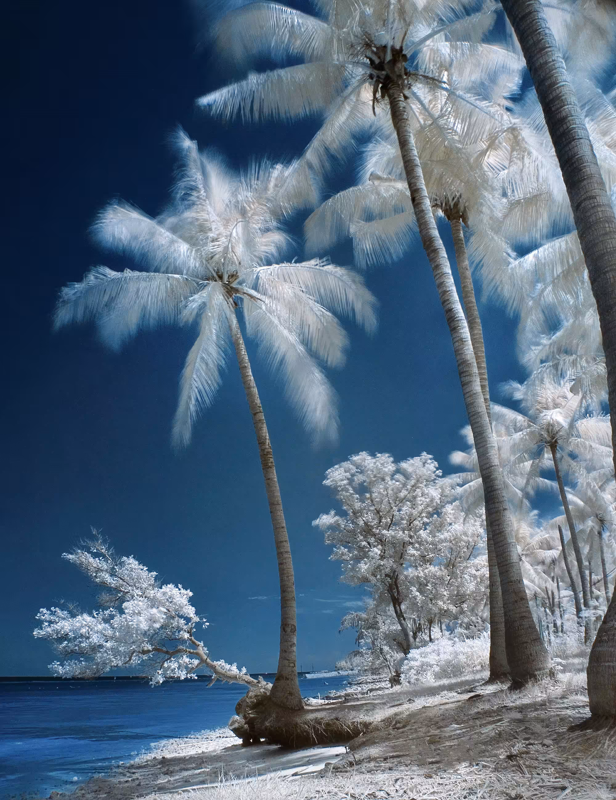 Untitled #IR03