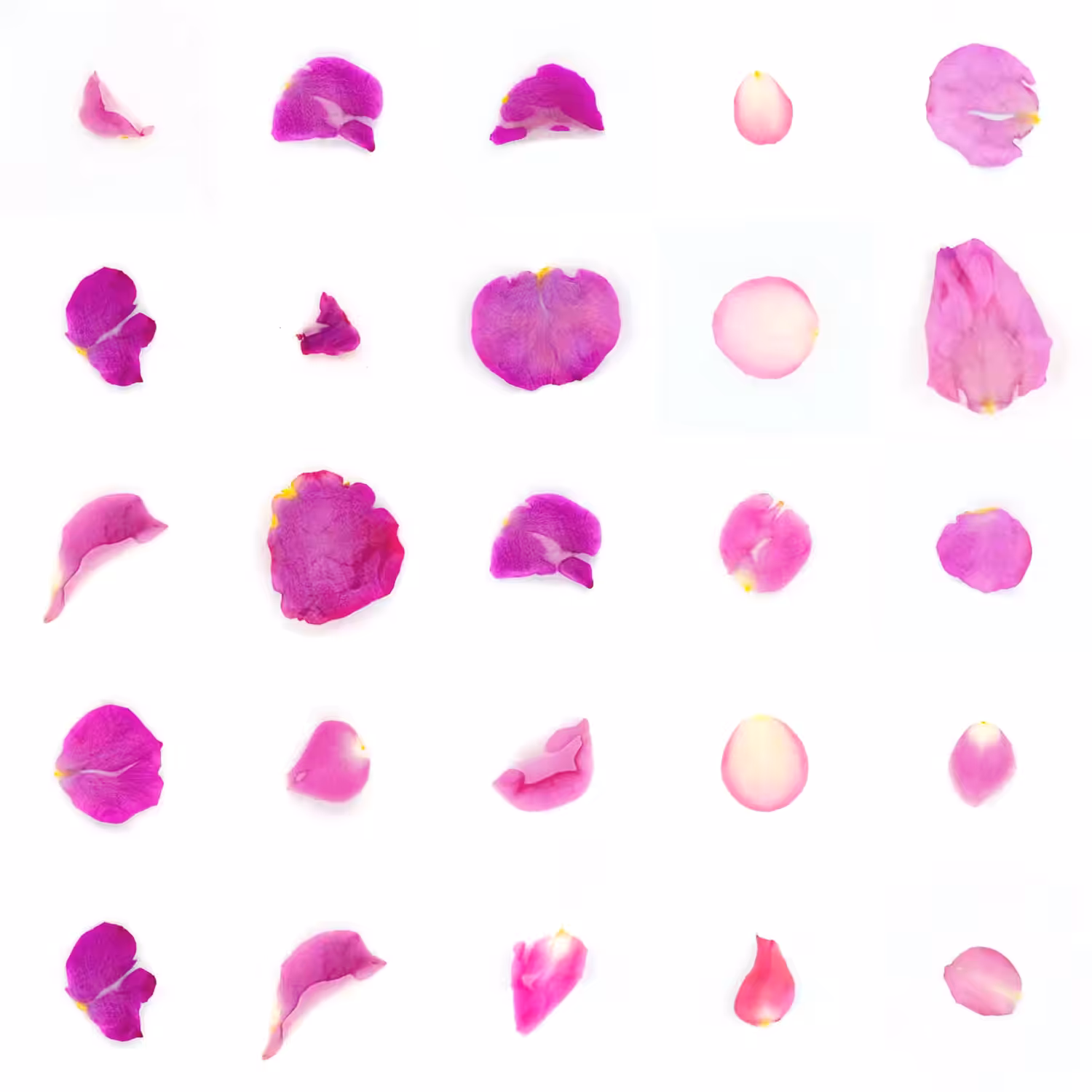 Infinite Petals 5x5#21888