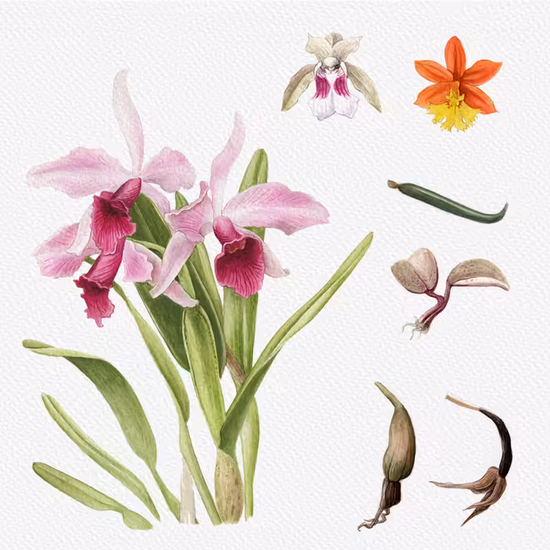Botanical Illustration - Orchids 1 #47