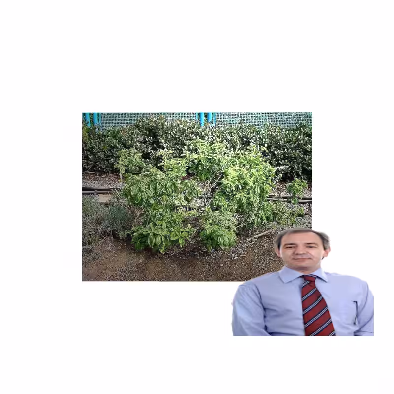 ART BASIL 2022 #12