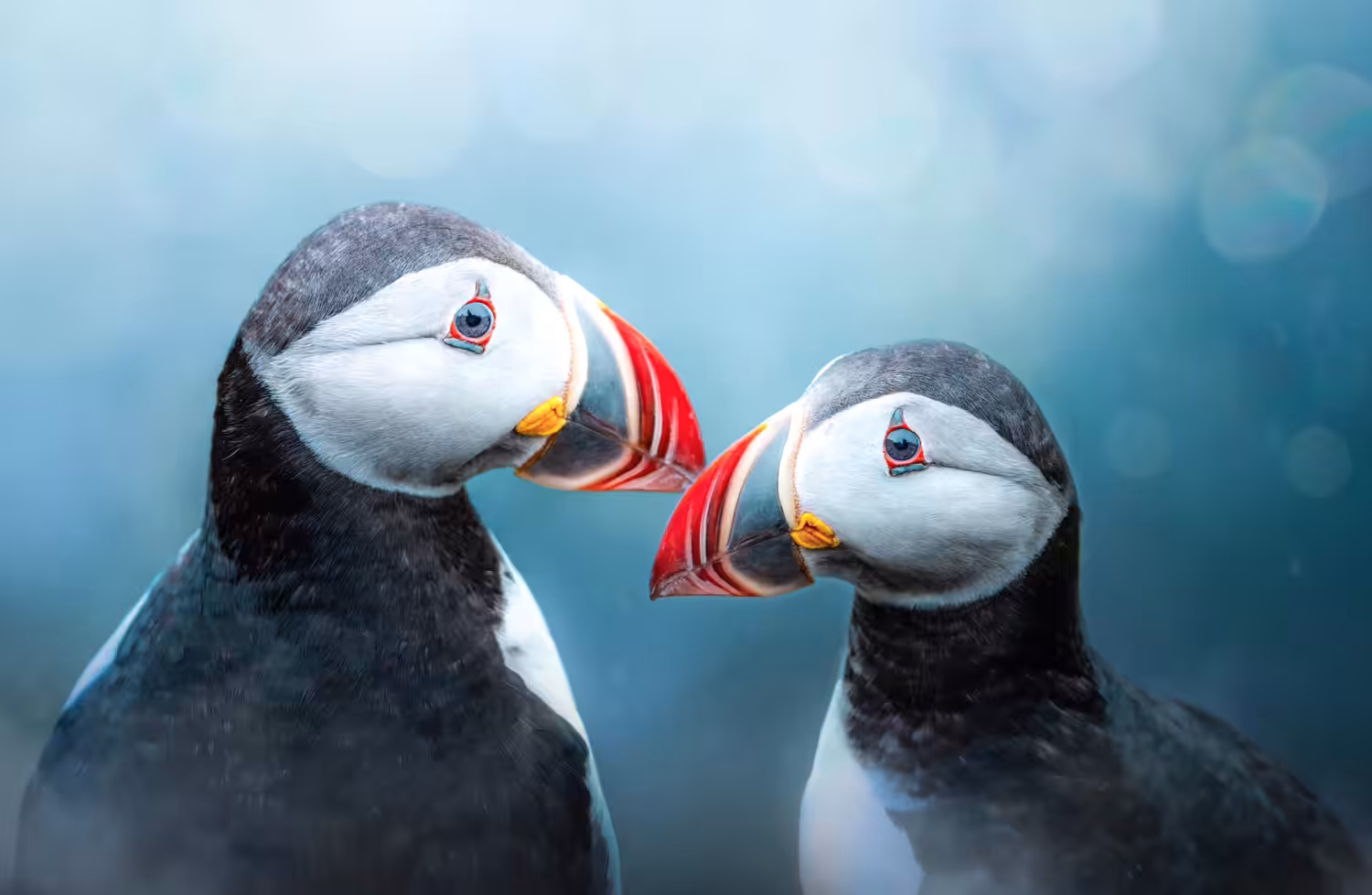 I Puffin Love You