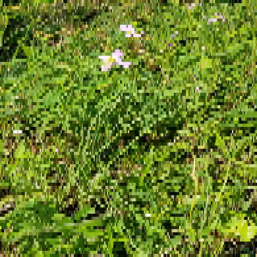 Wild Nature