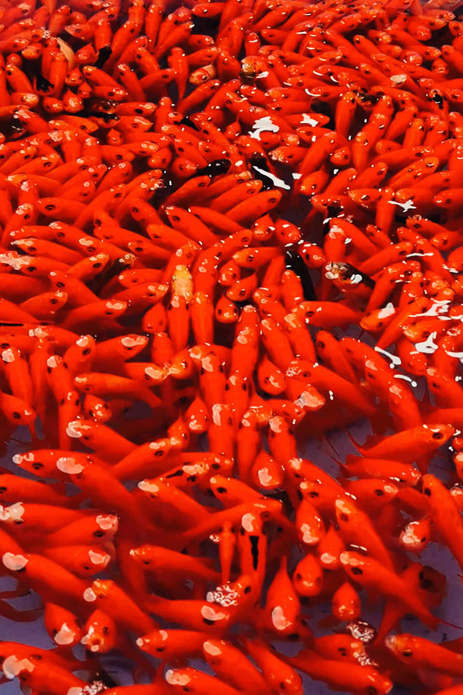 Red Fishes