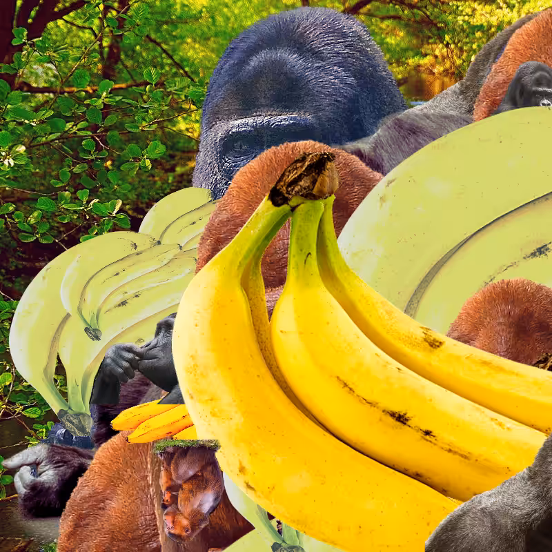Banana #1 #23
