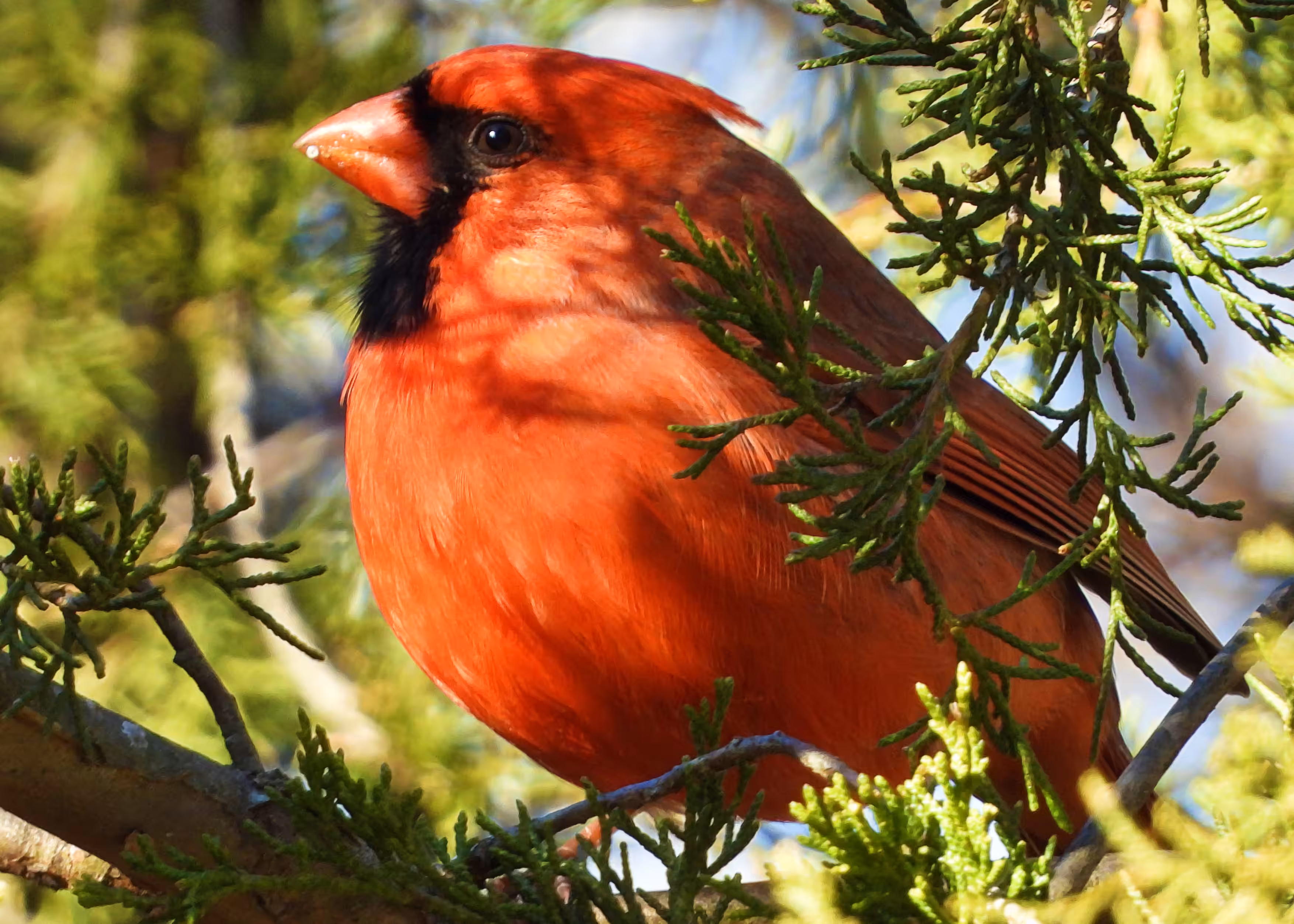 Flocksourced #010 - Northern Cardinal