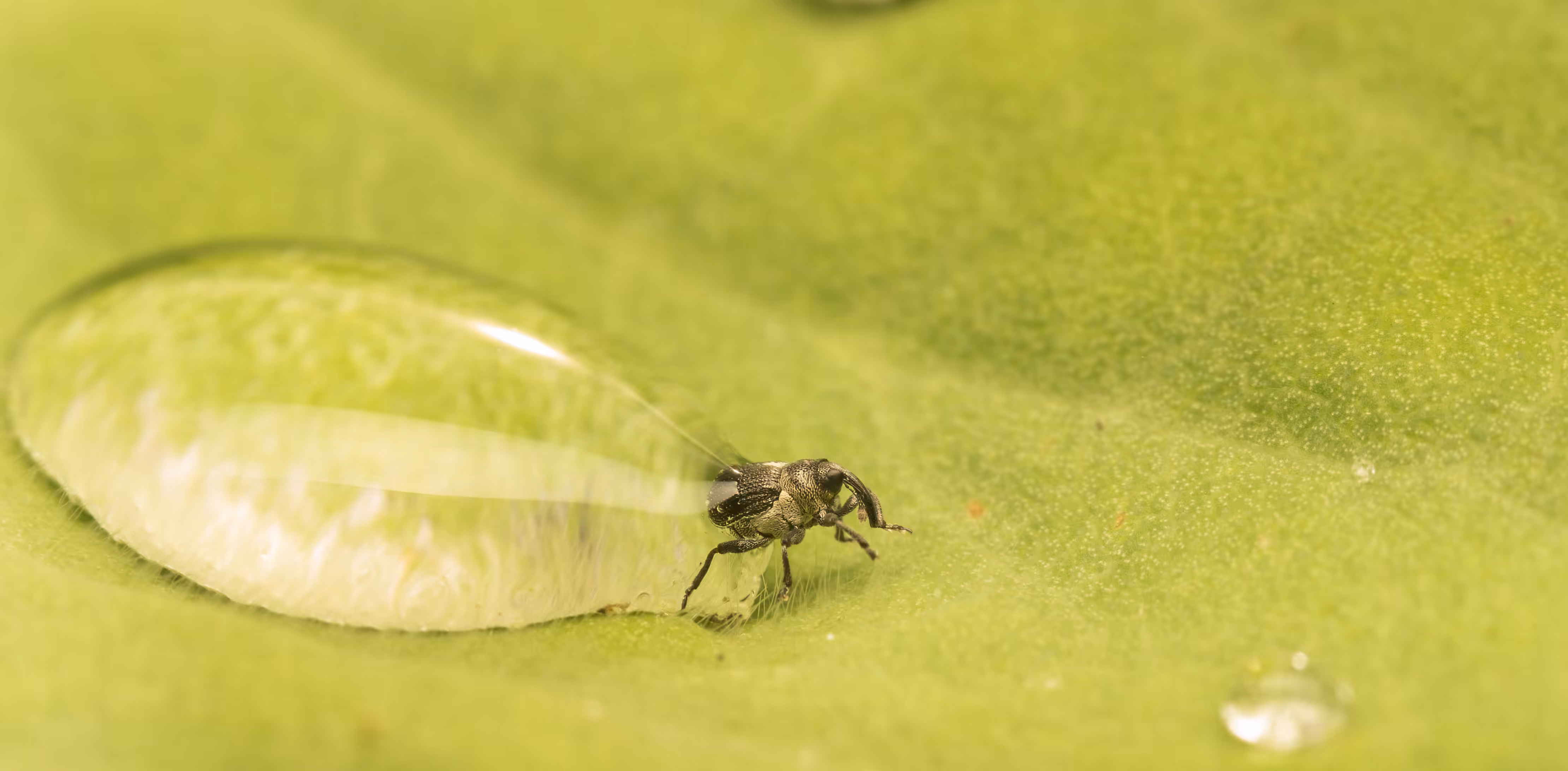 Emerge 