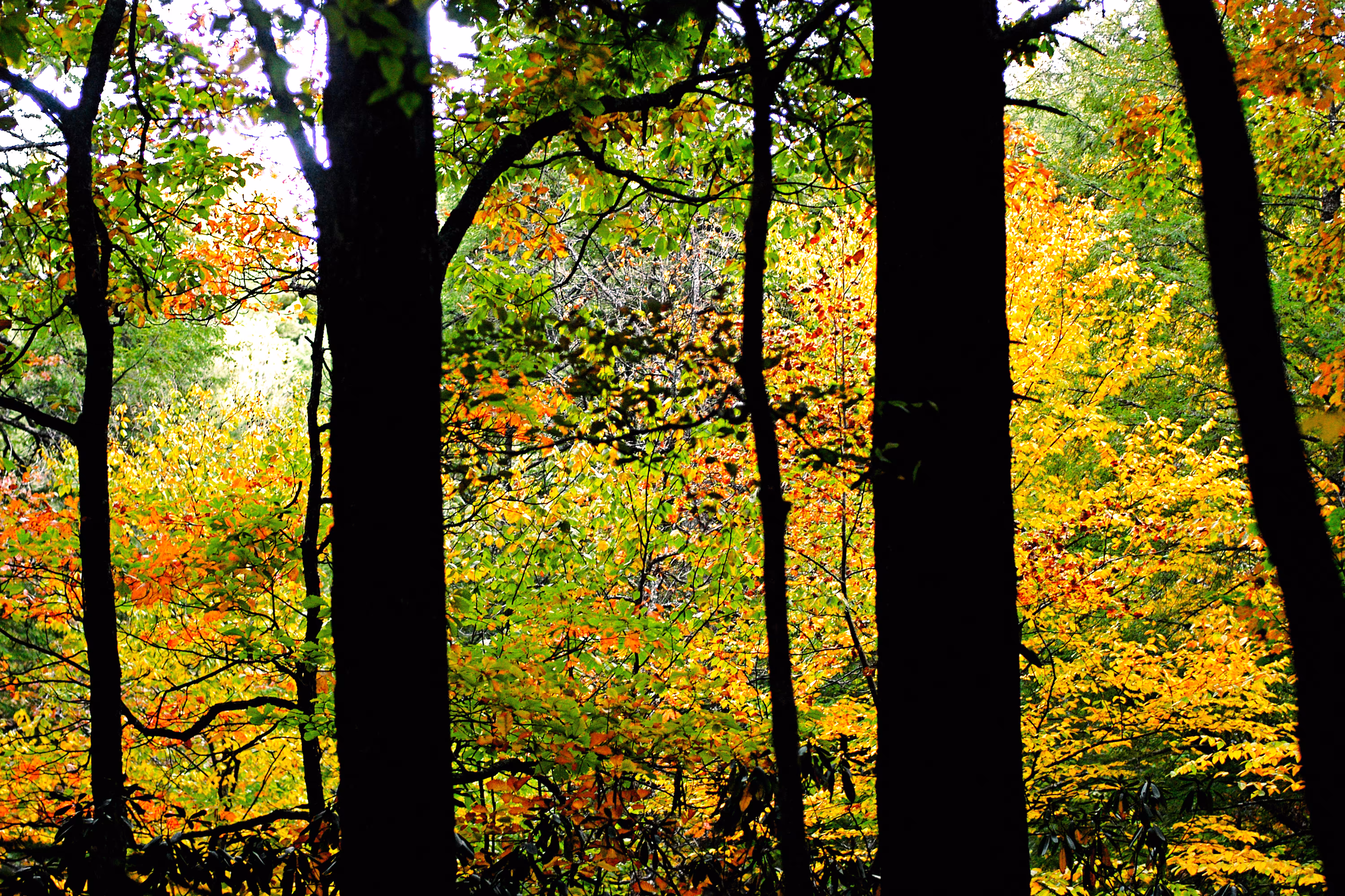 Skittles in the Forest 
