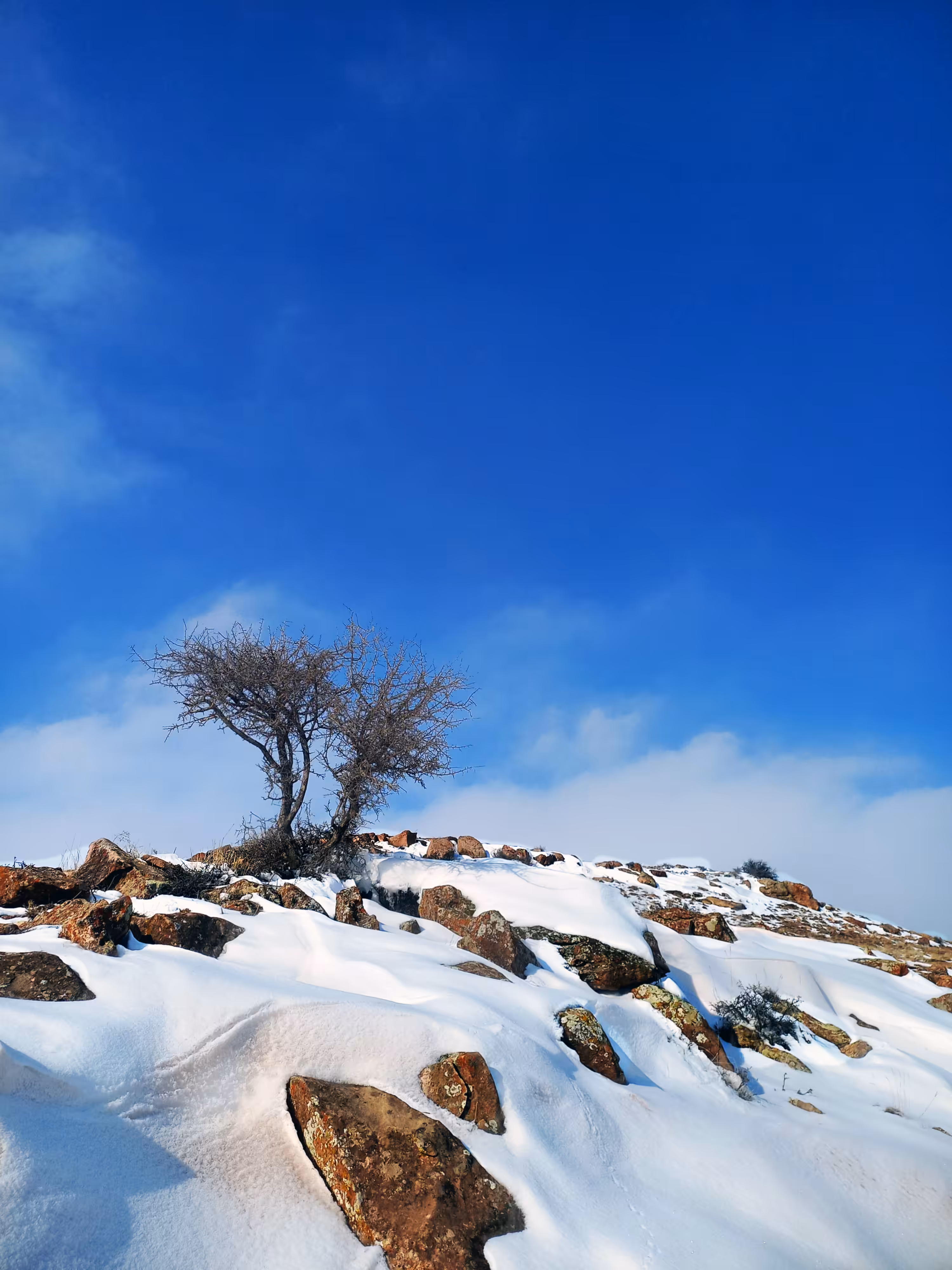 Blue Solitude