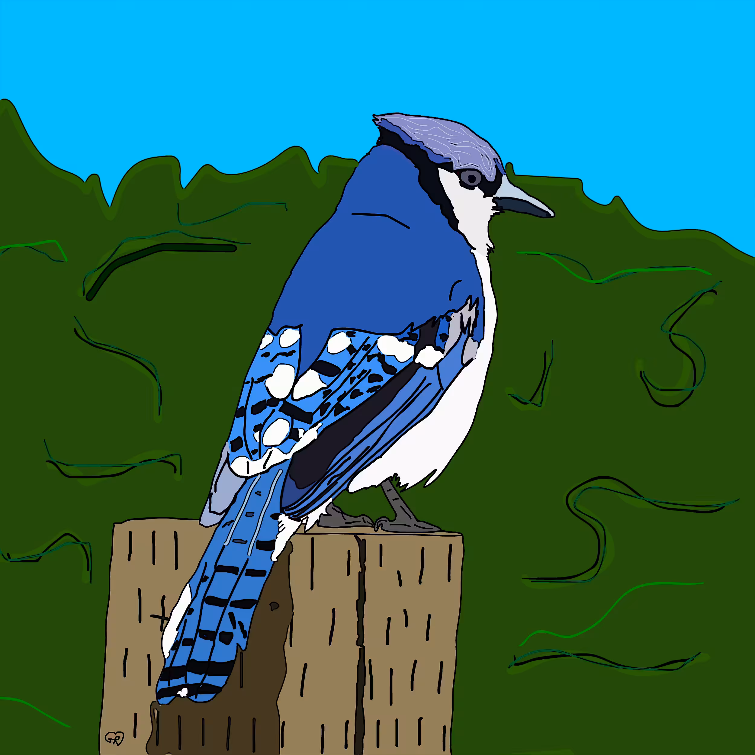 Bluejay