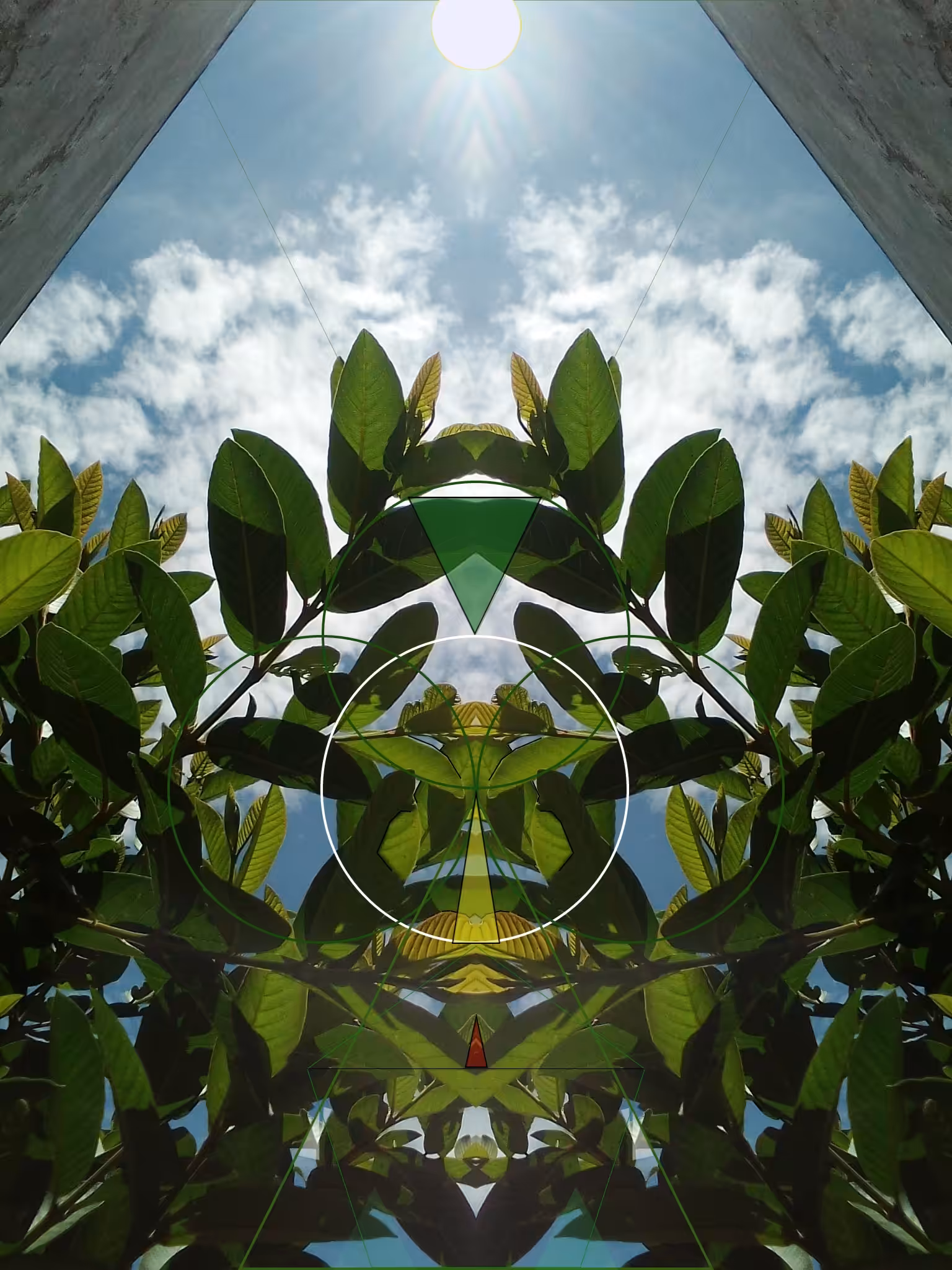 Guayabo Tropical