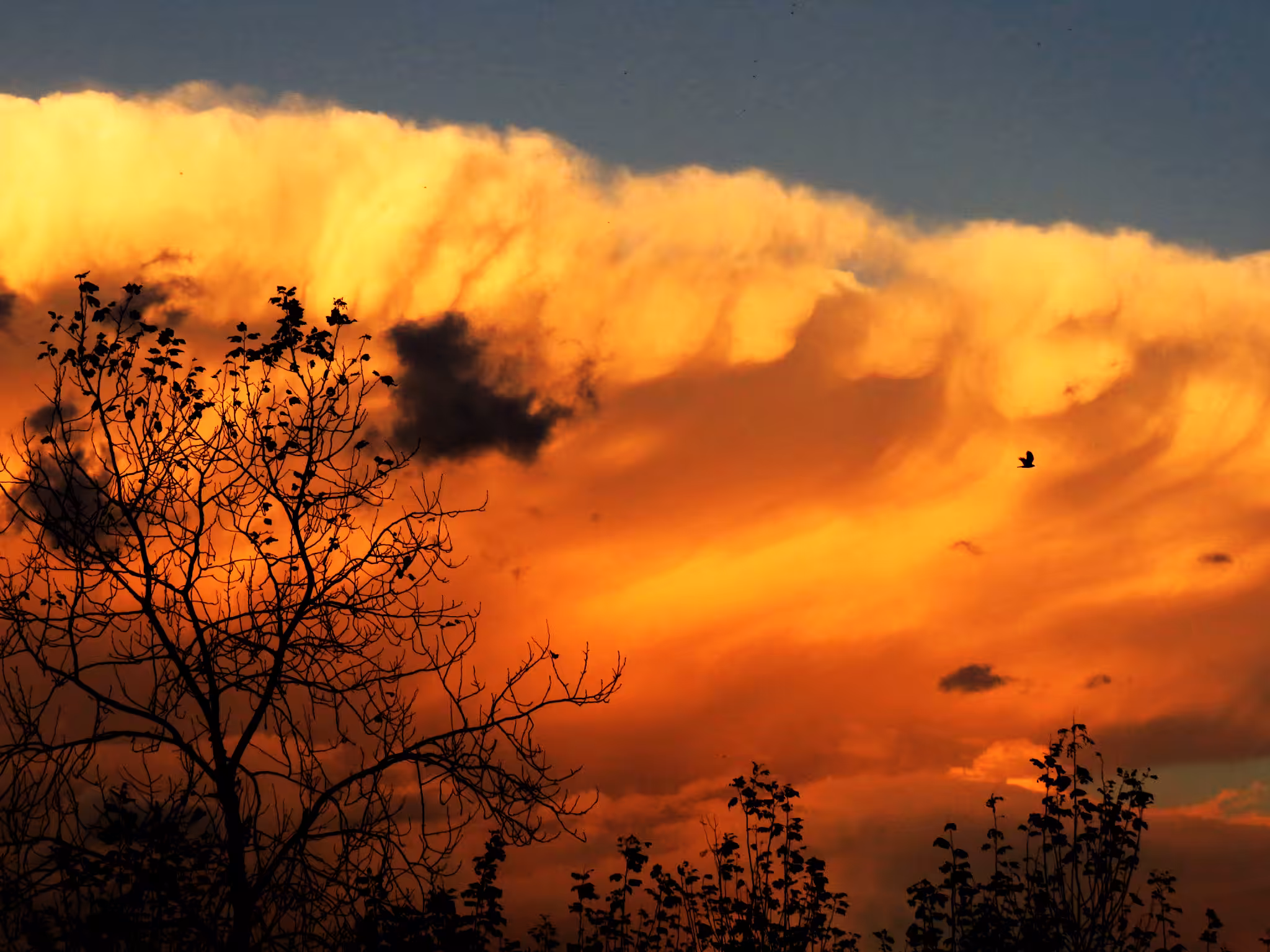 Mushroom Cloud 005