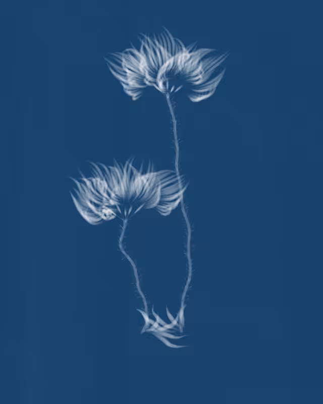 Cyanotypes #103