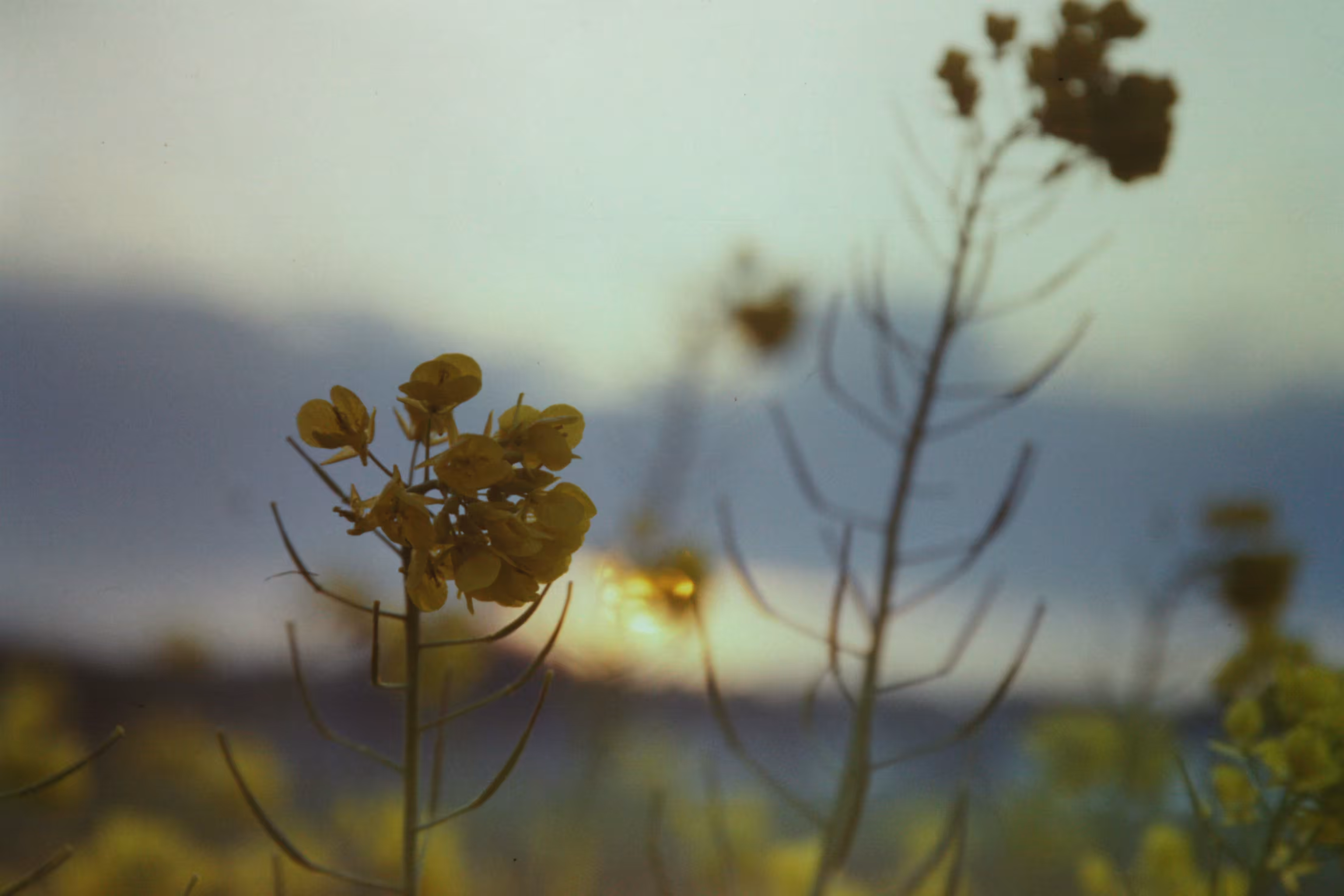 Heaven Series: The World of Film - Beautiful World