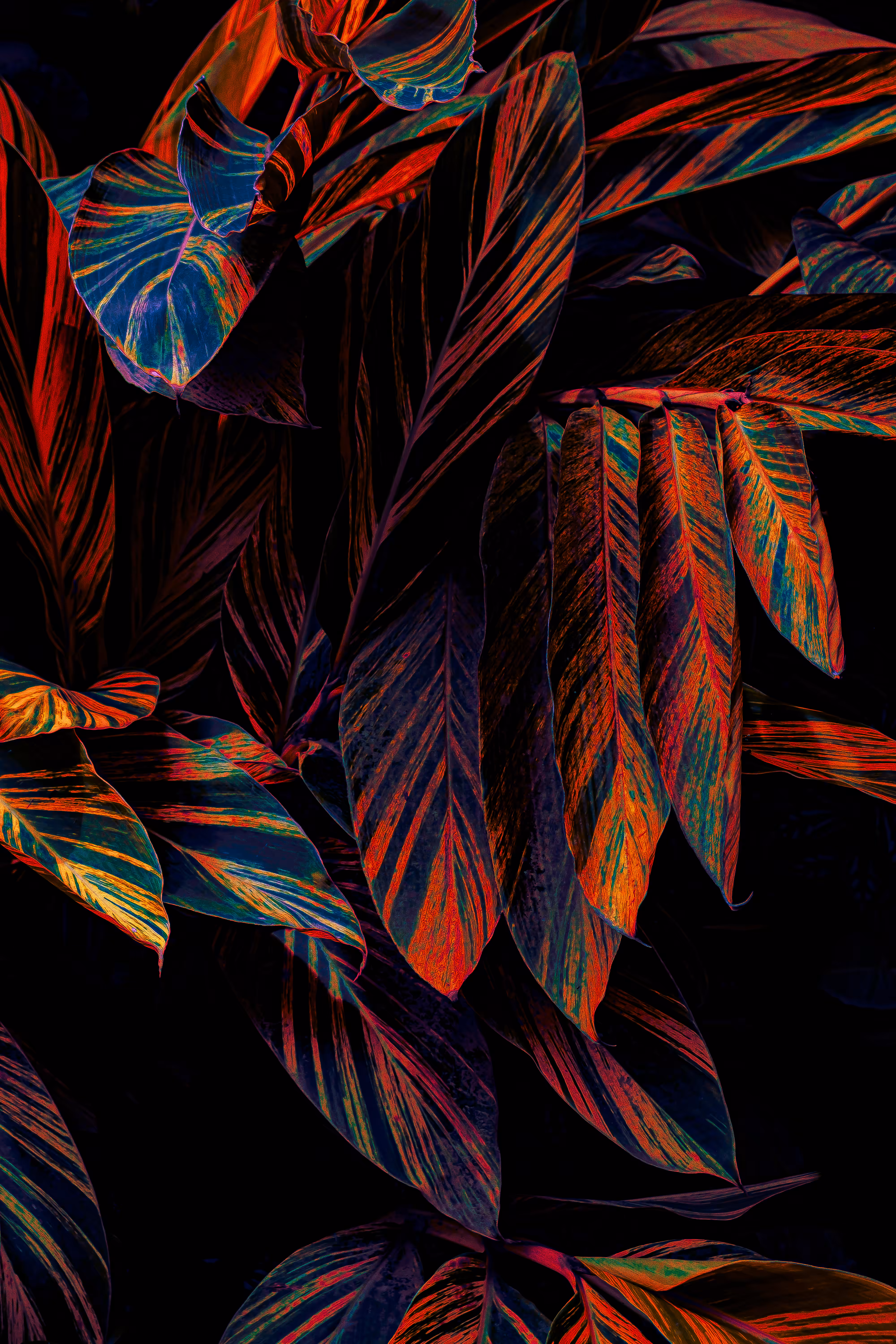 Alpinia