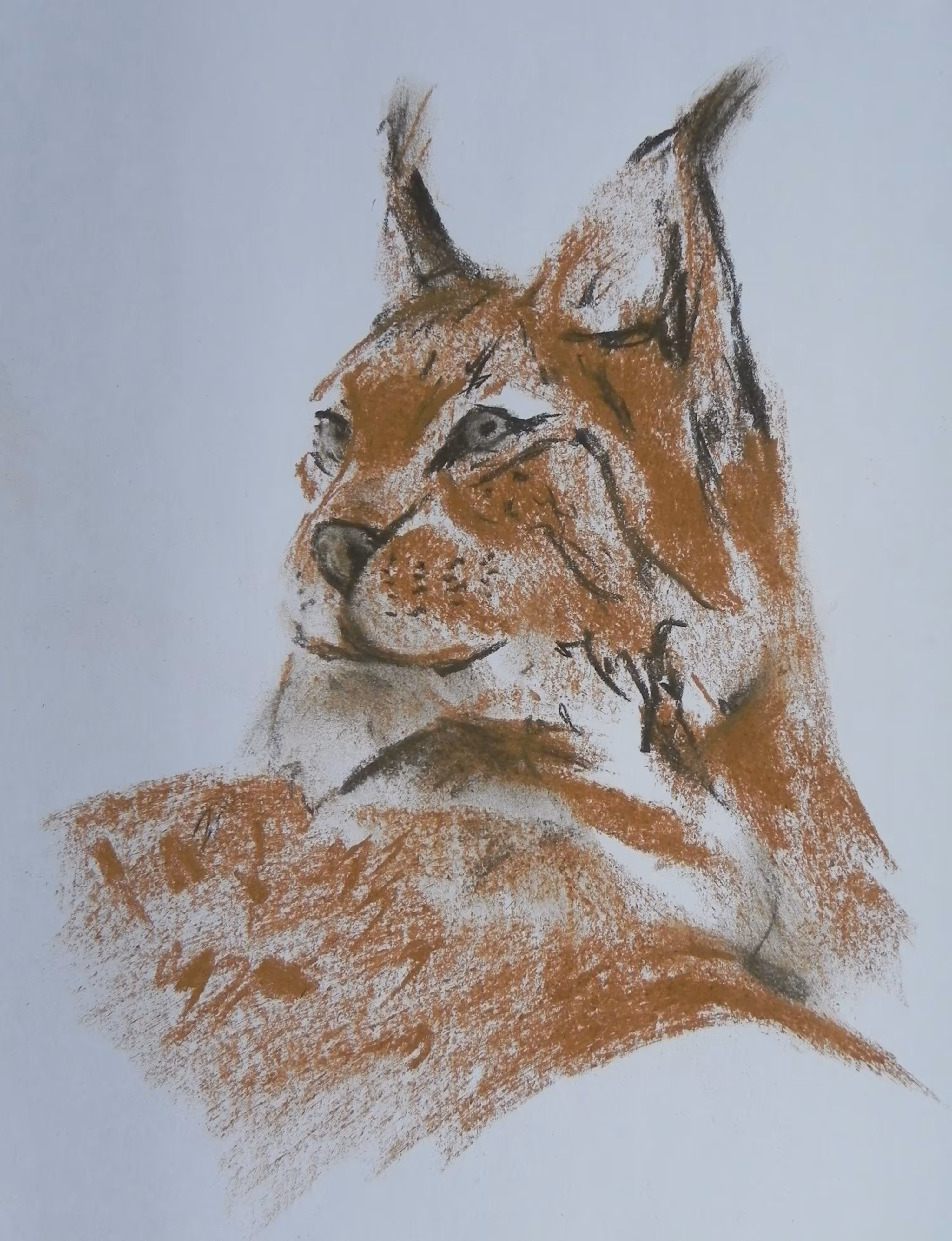 Lynx