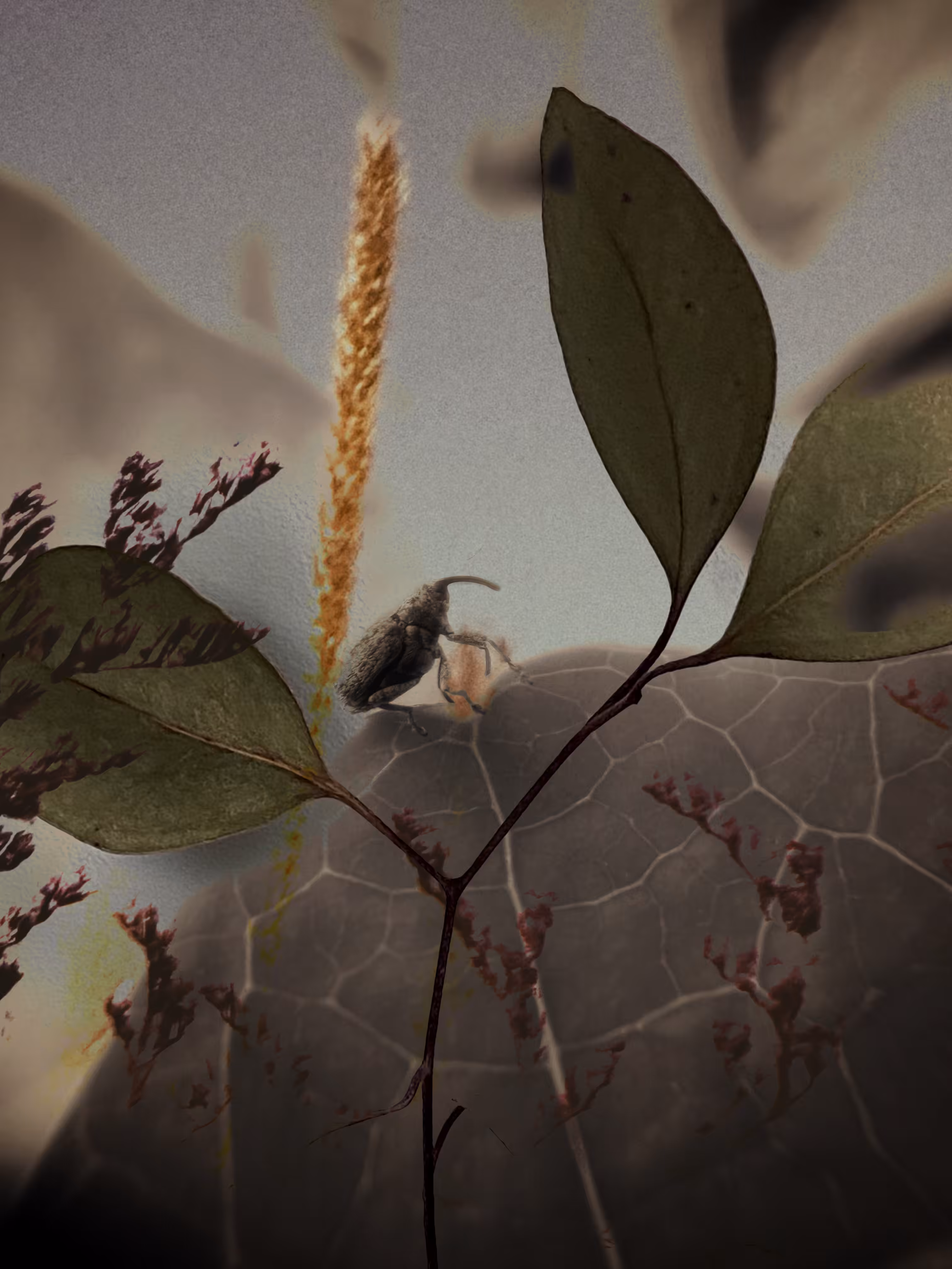 Dance of the Baby Weevil