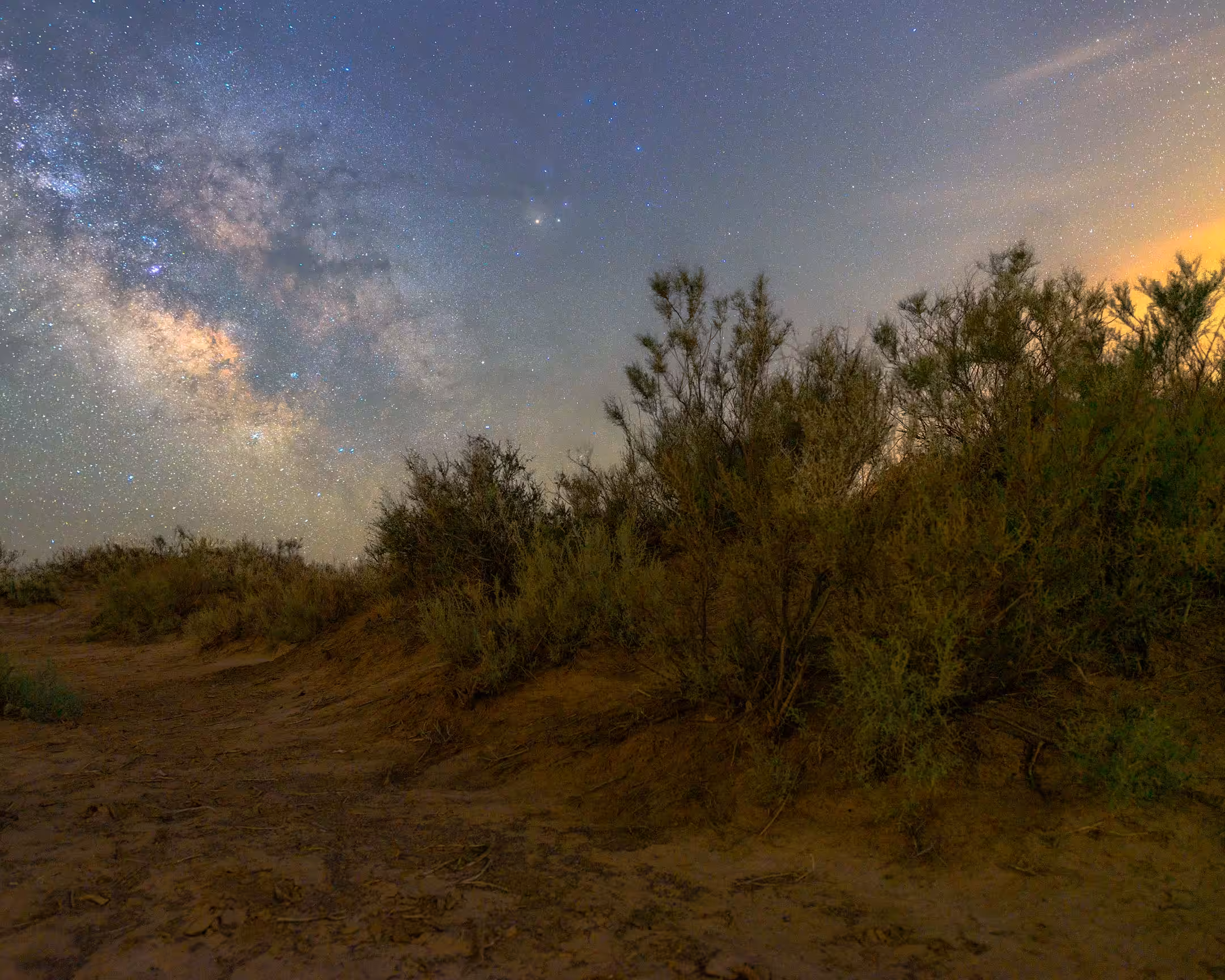 Starry Shrubs