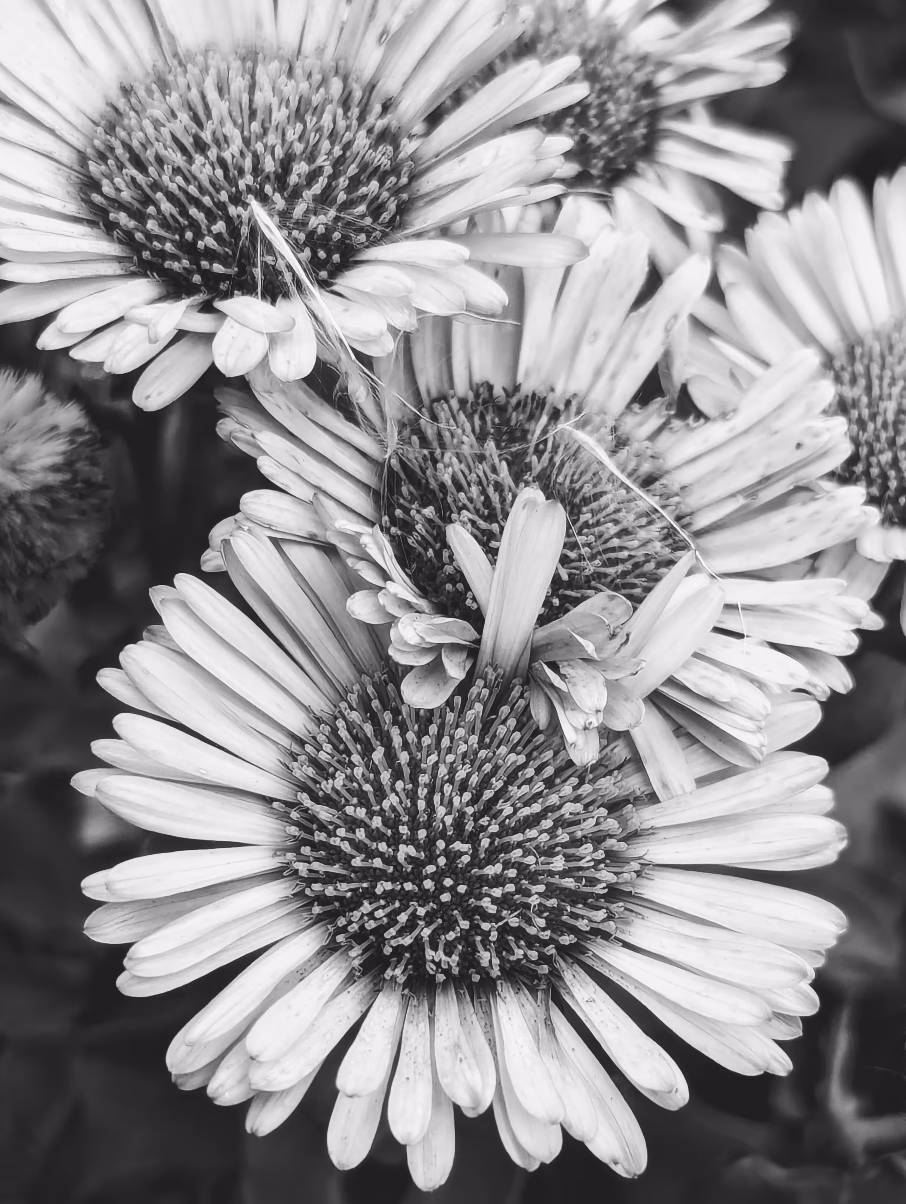 Luke_0x1 Photography : Daisy do