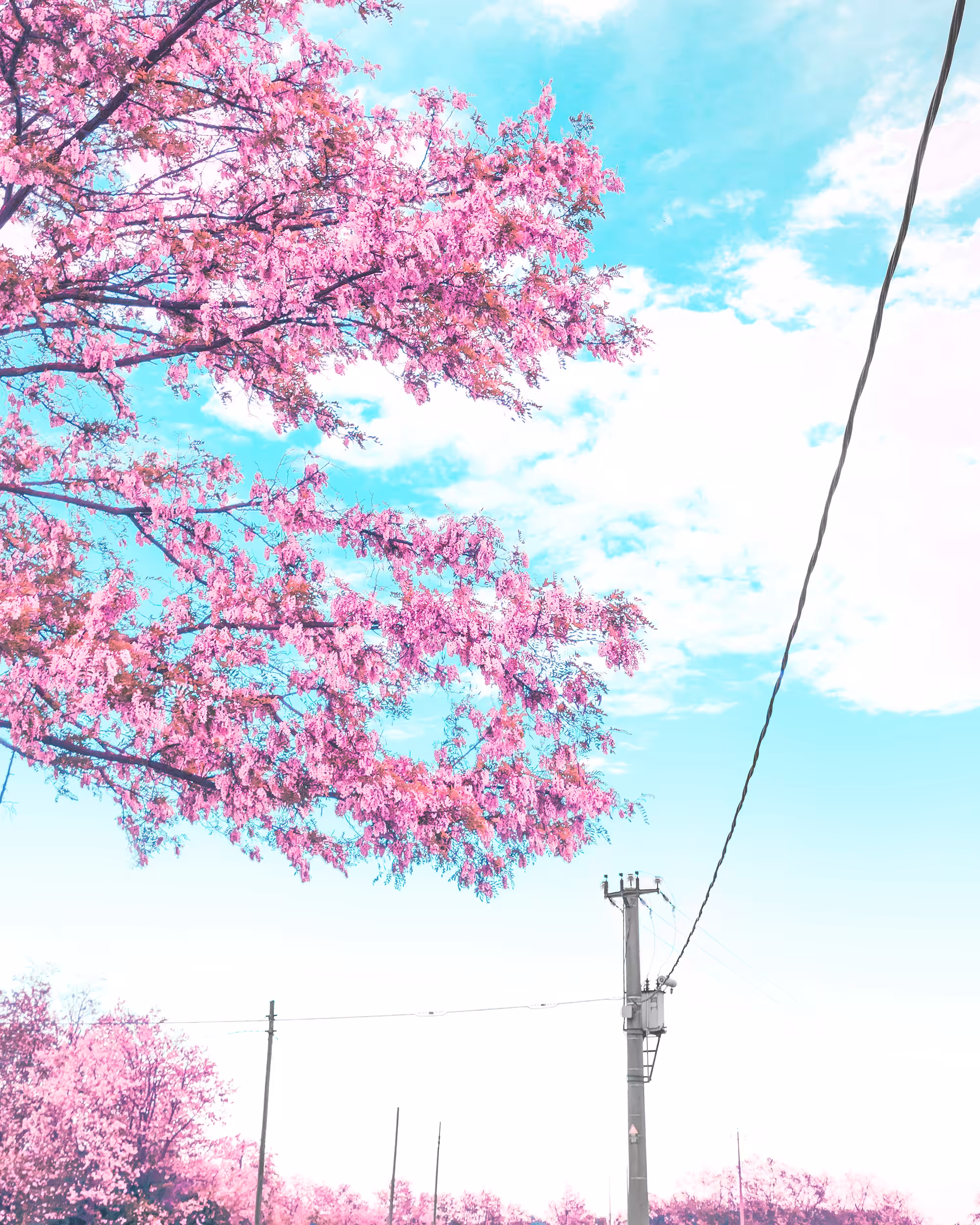Pink + White