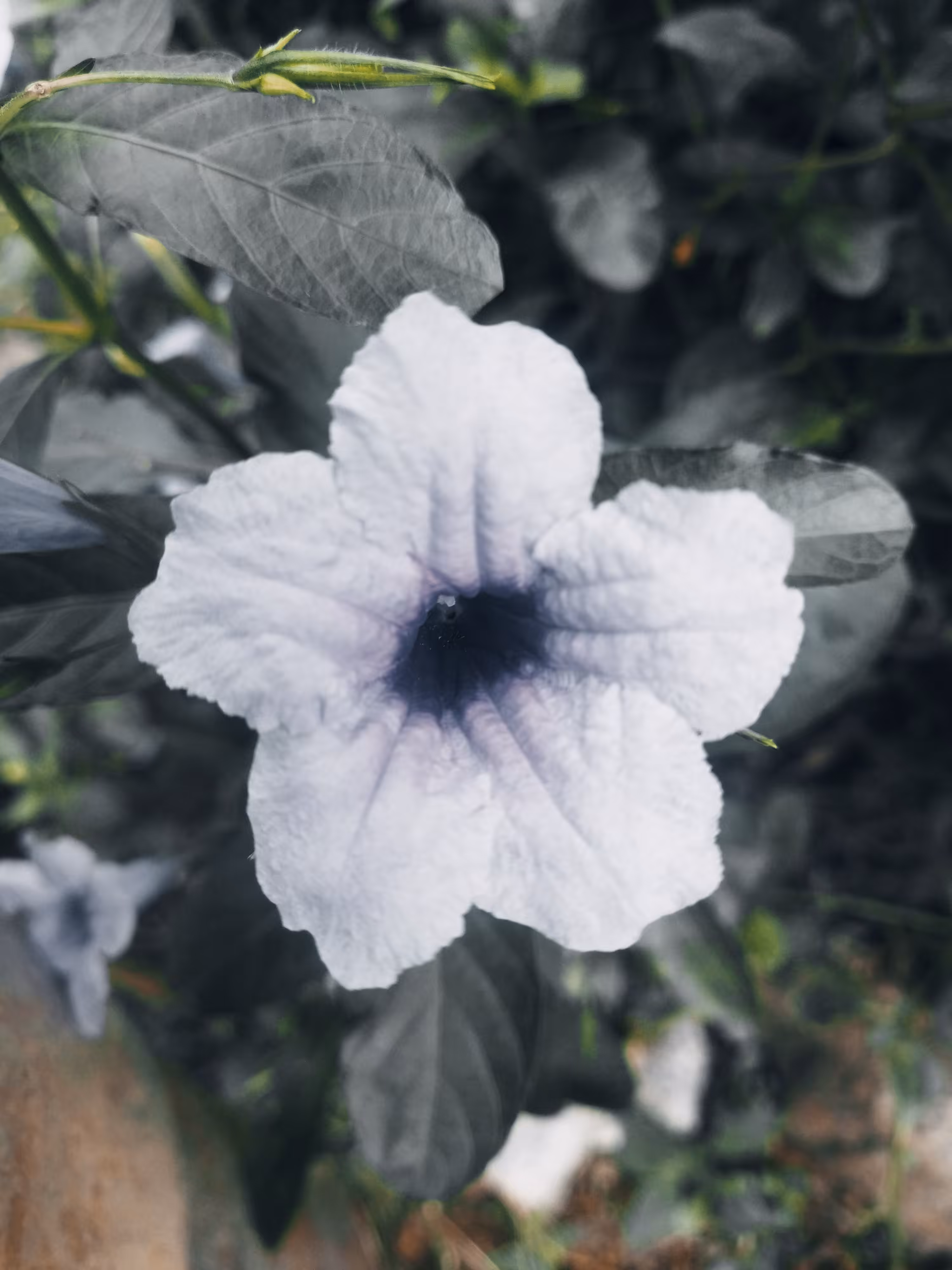 Snapdragon Root Flower 