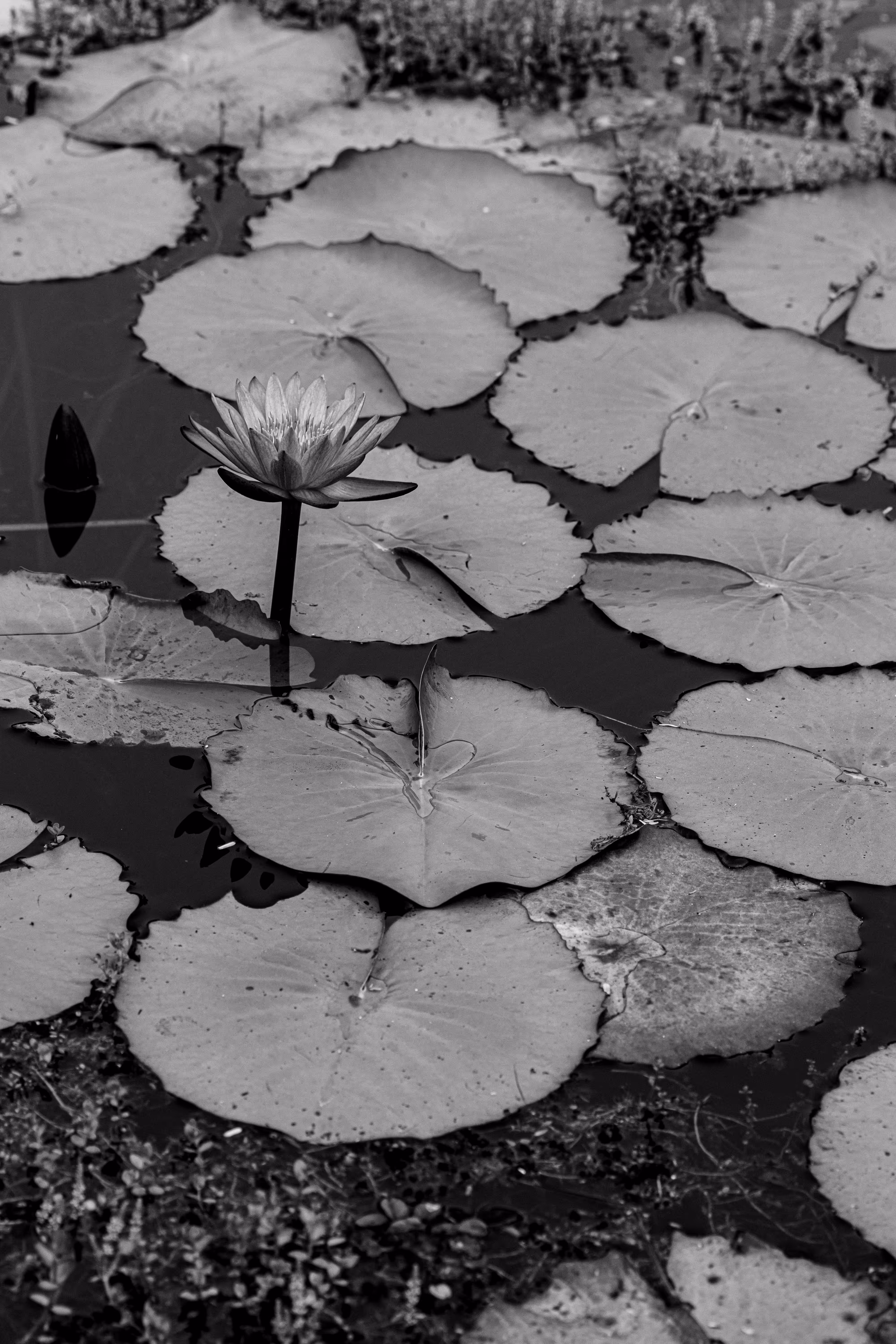 Water flower