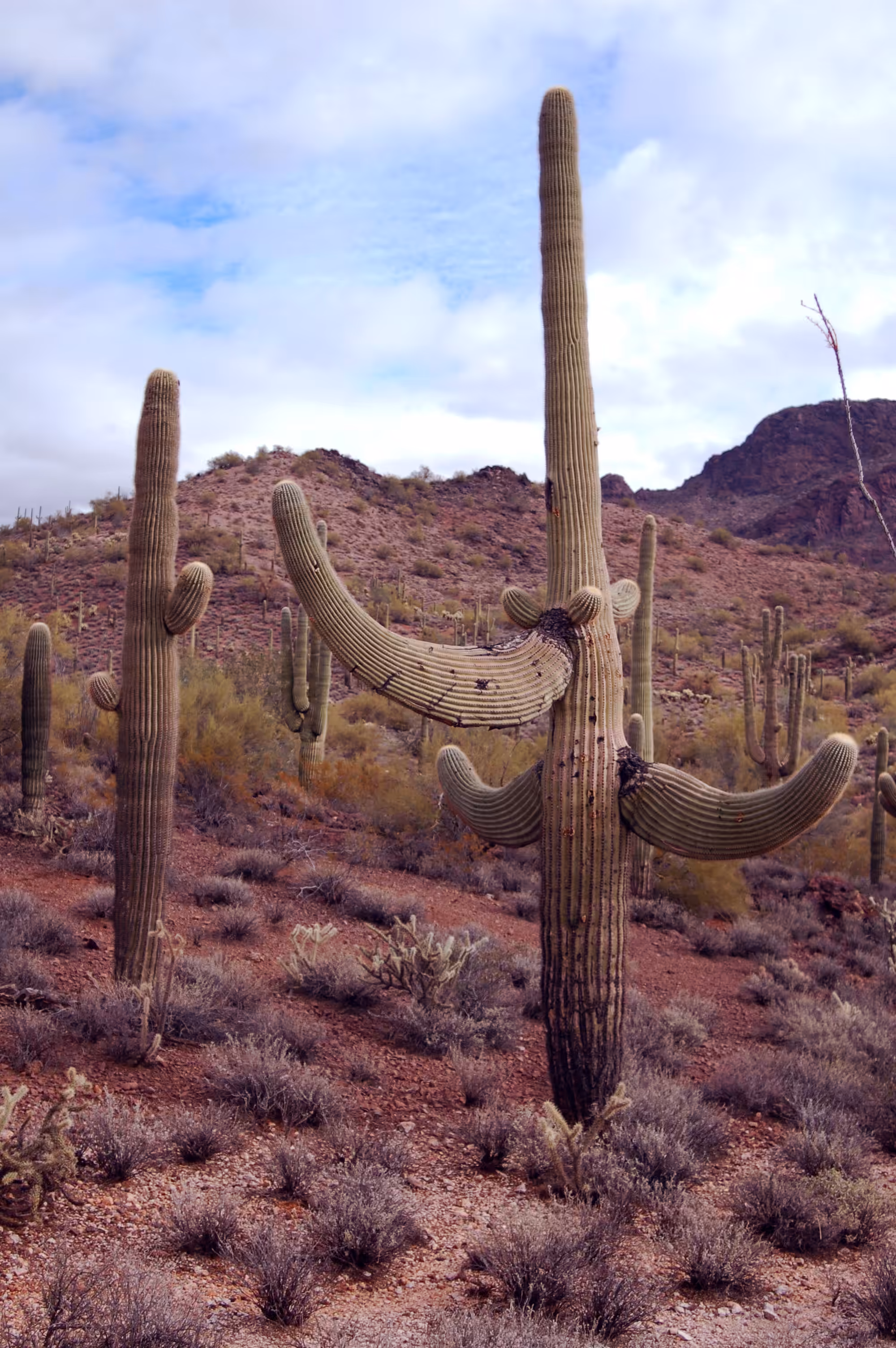 Cacti Portrait #2