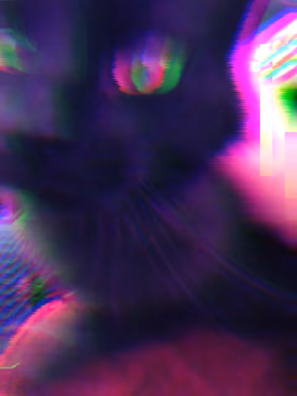 catsitting