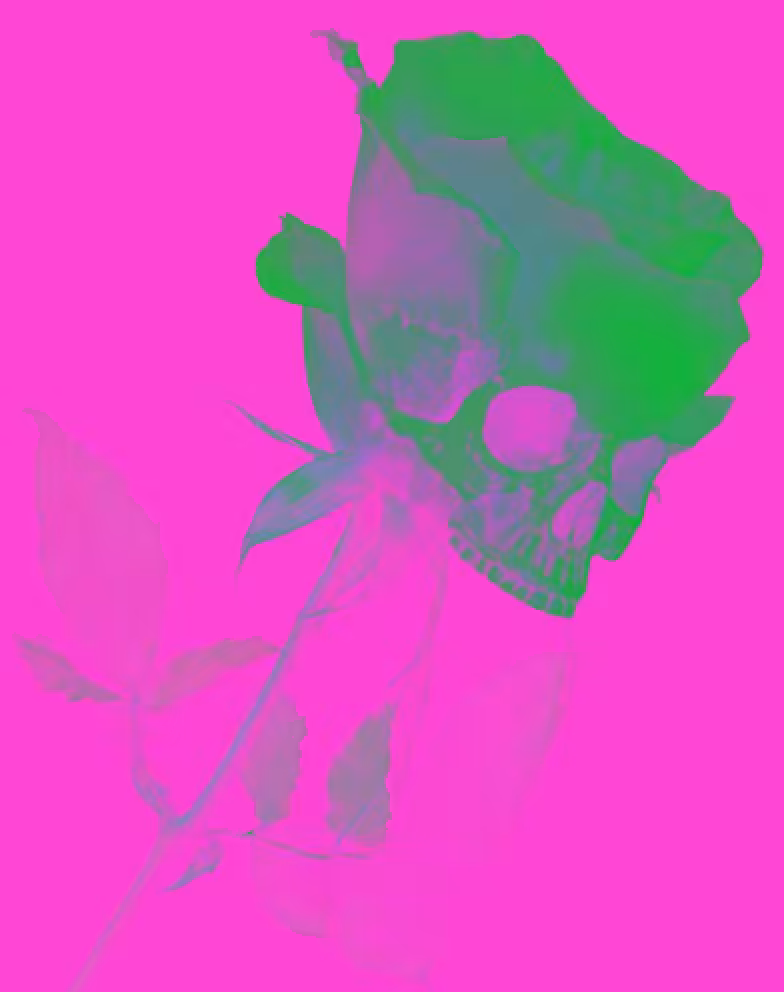 Mon Amie La Rose - Fuchsia