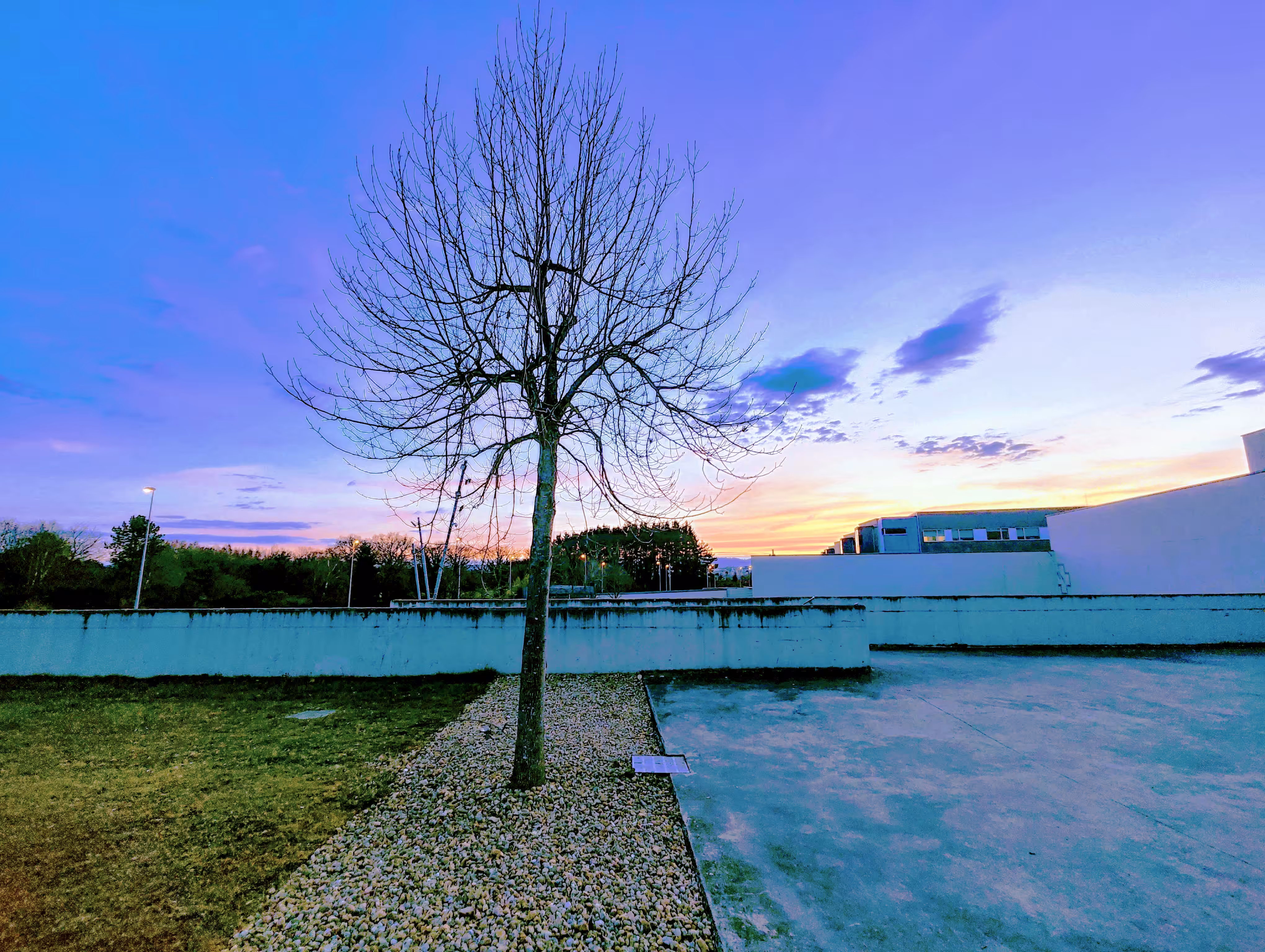 peace full lonely tree