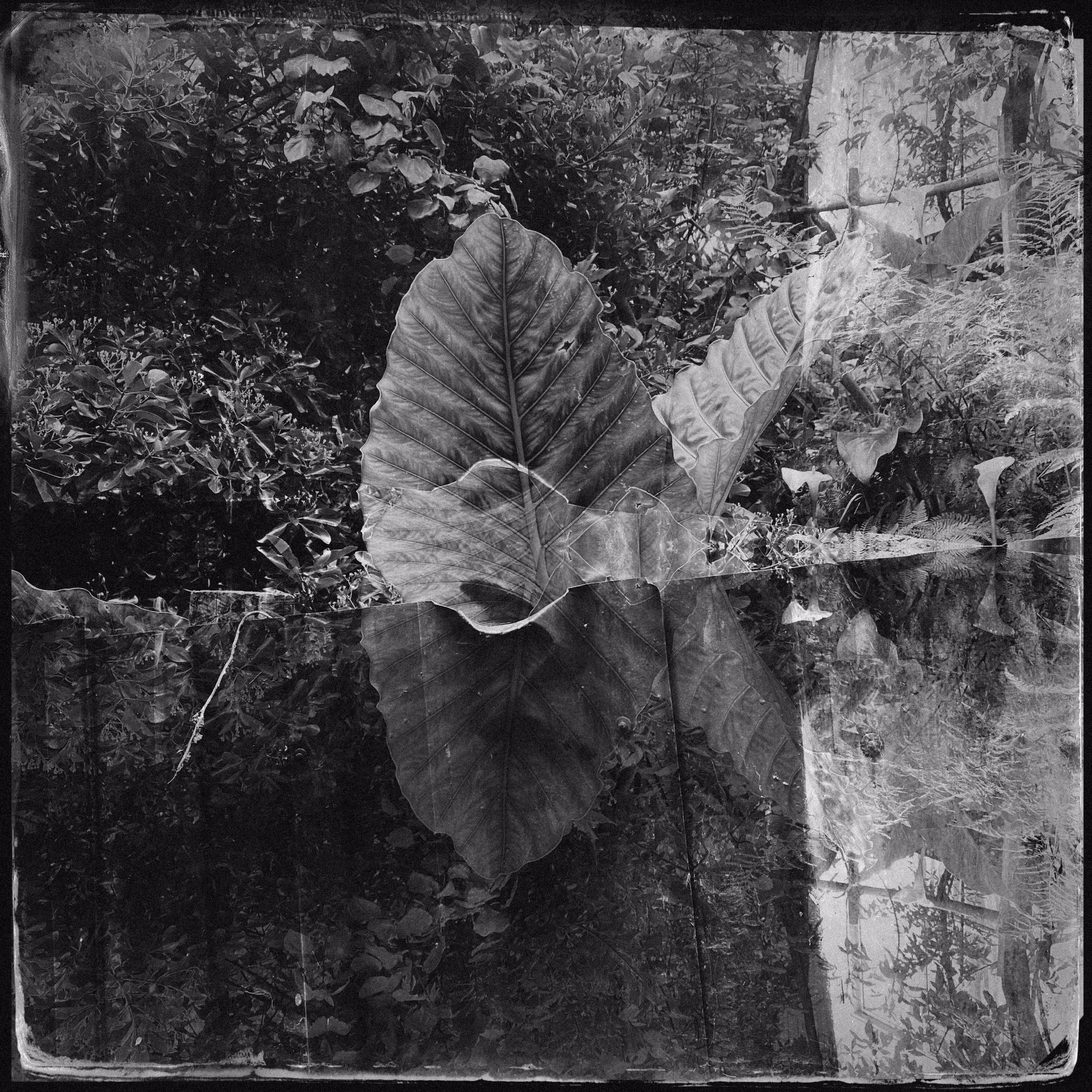 Floating Leaf
