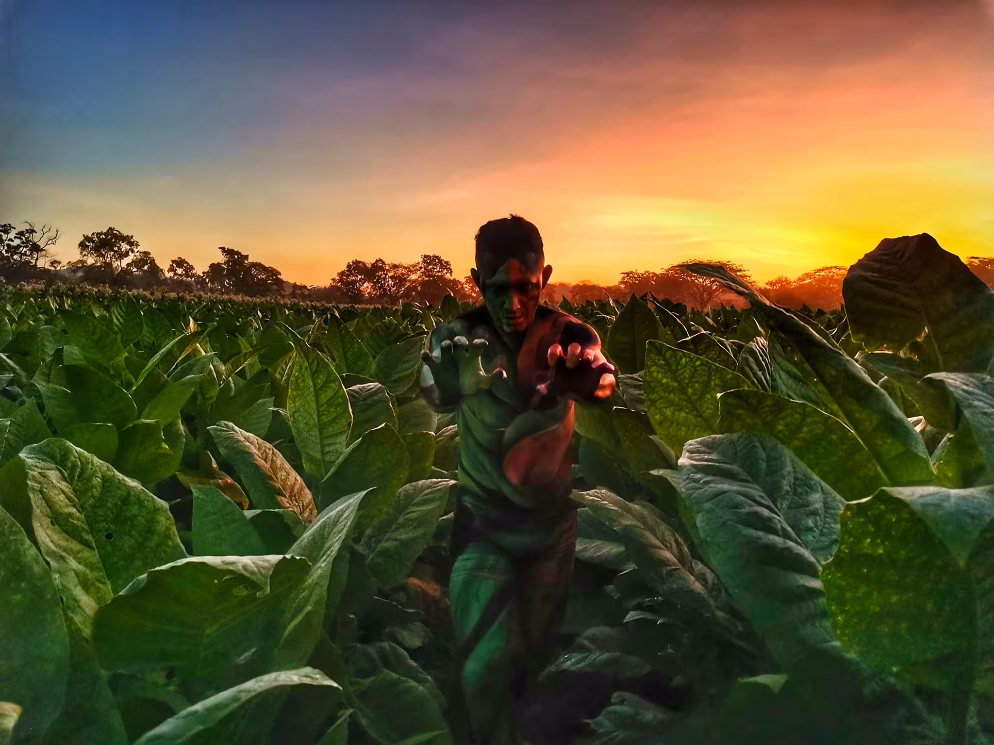 The Lonely Dancer in Danli's Tobacco Fields