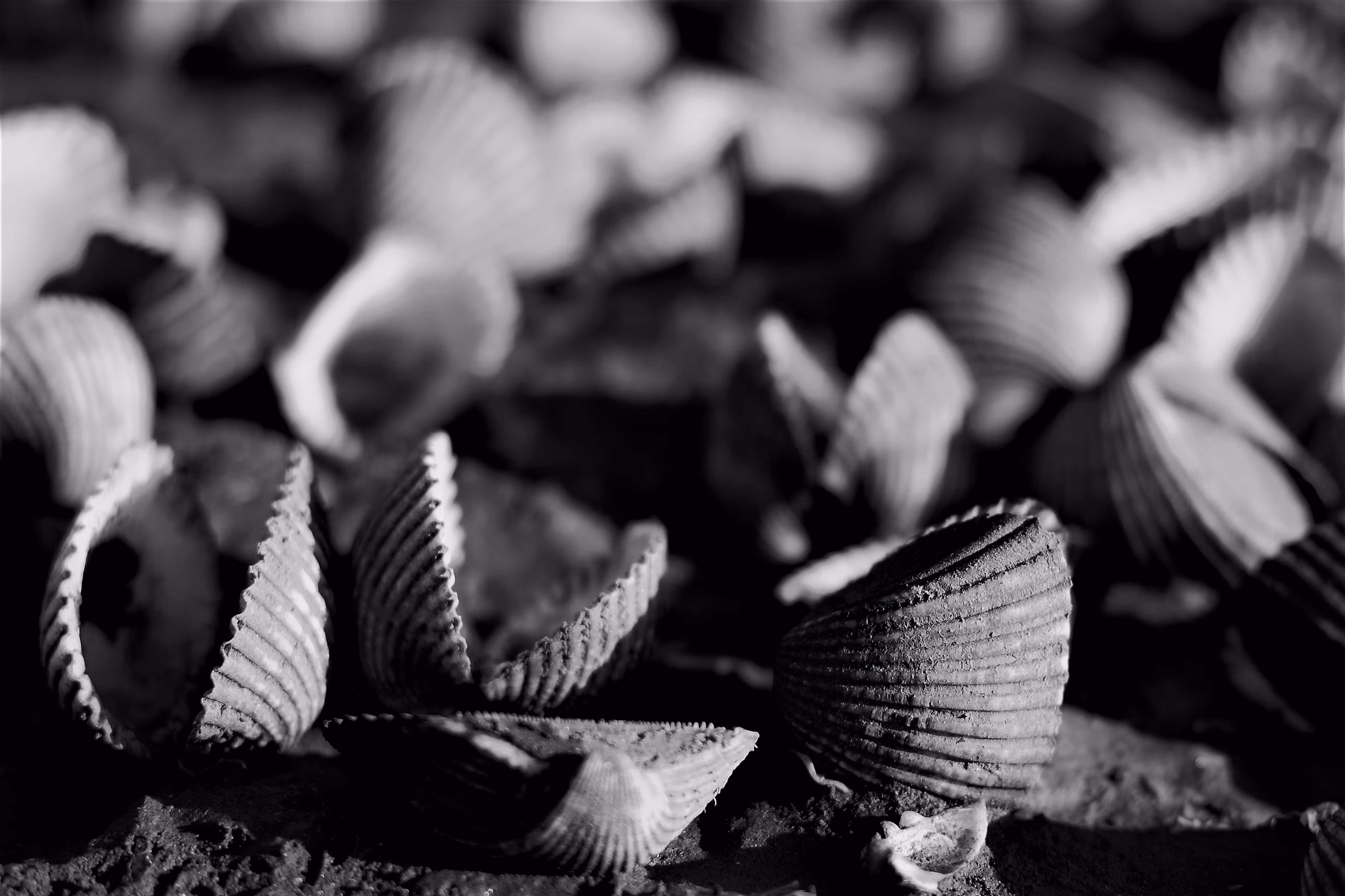 Conchas